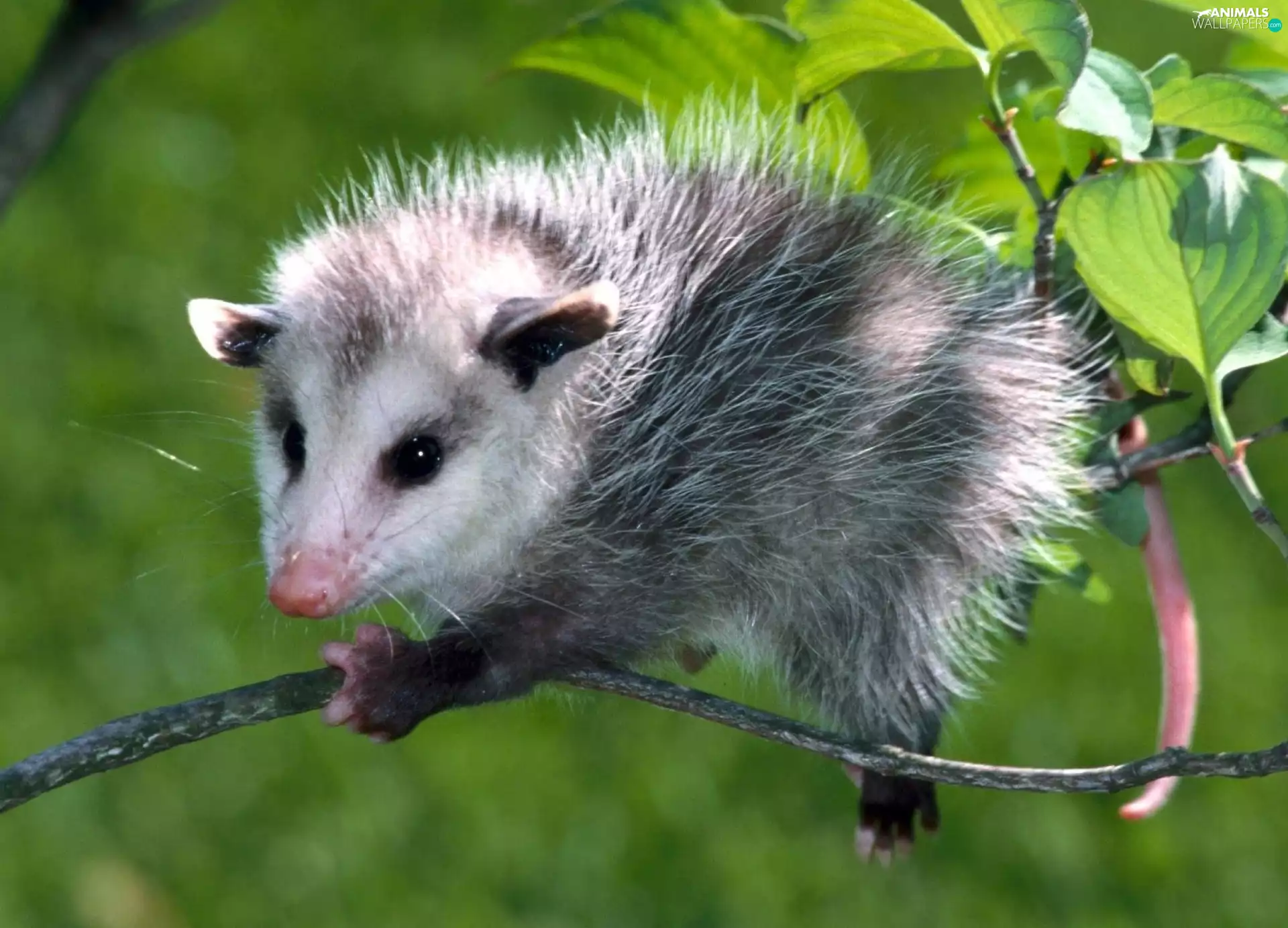 opossum, twig