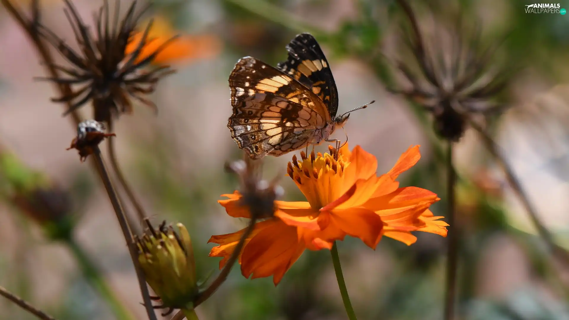 Colourfull Flowers, butterfly, Orange