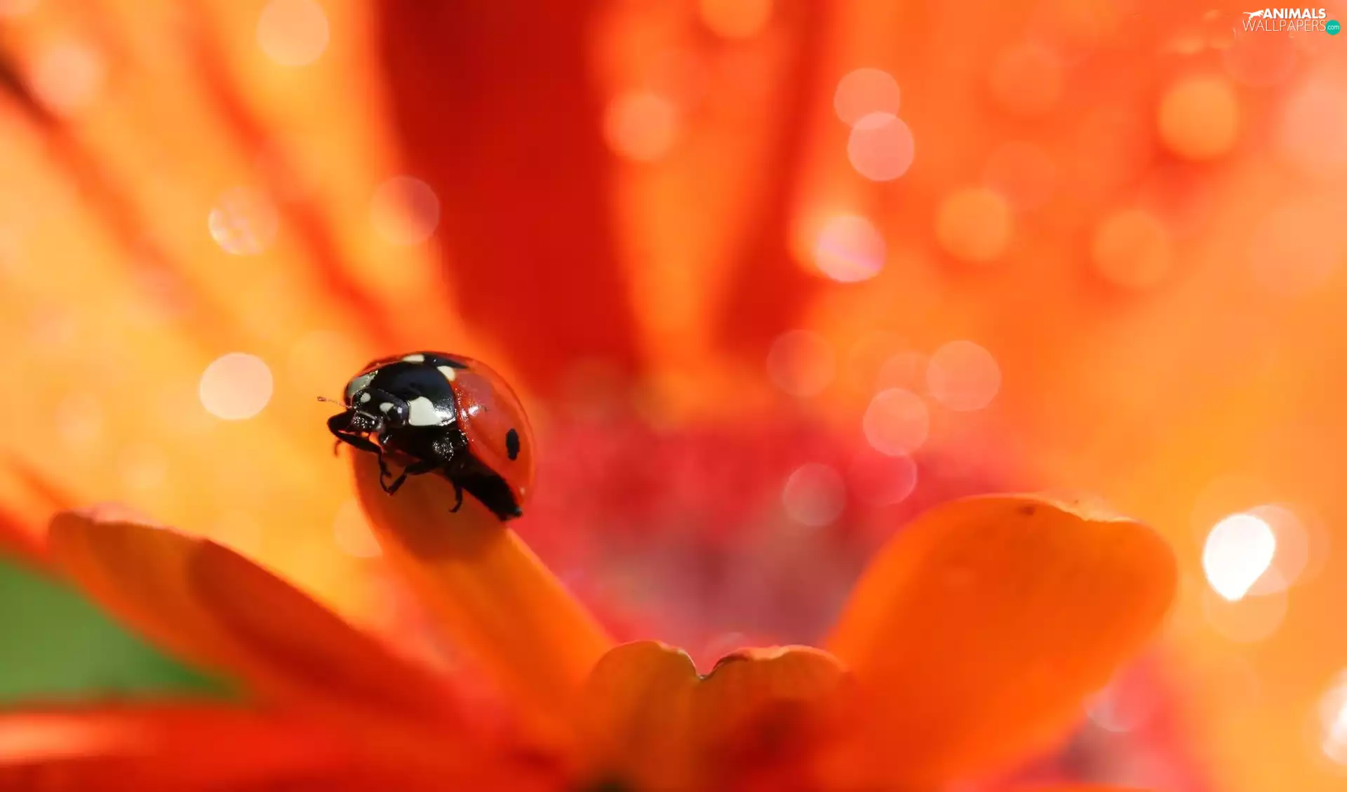 Colourfull Flowers, ladybird, Orange
