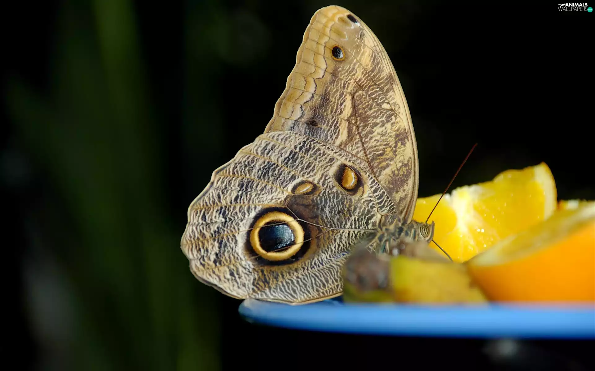 orange, butterfly, eye