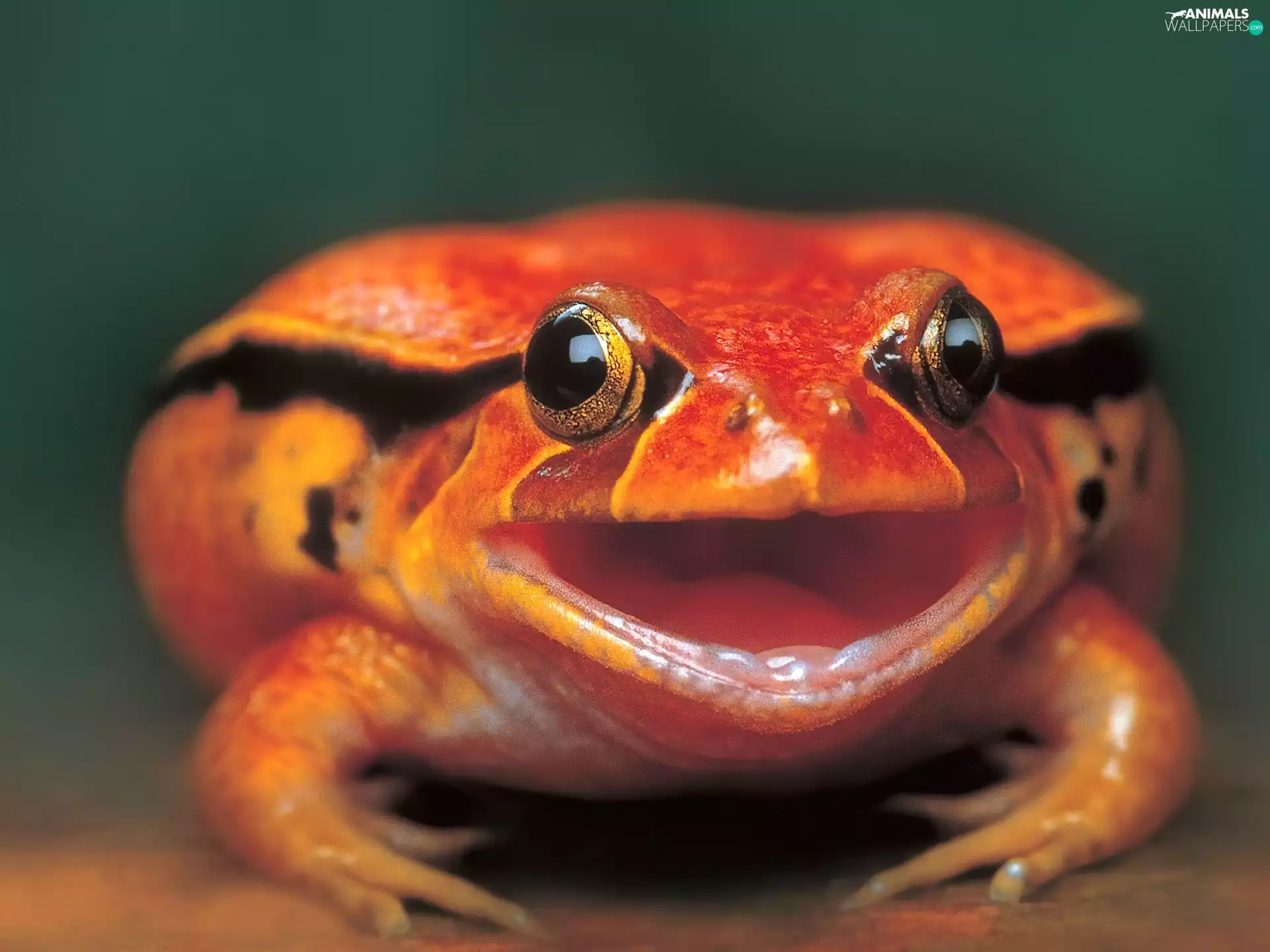 Orange, strange frog