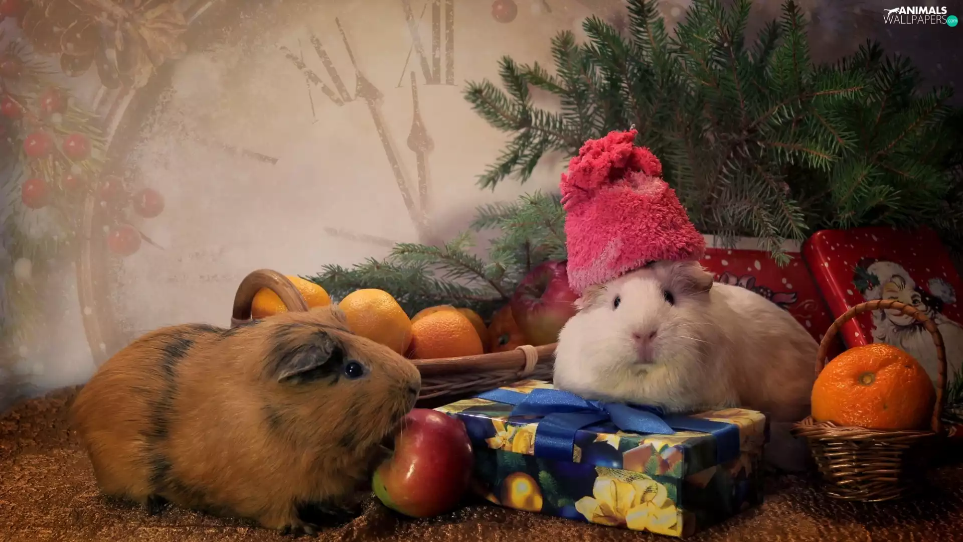 Baskets, gifts, Bonnet, orange, Guinea Pigs