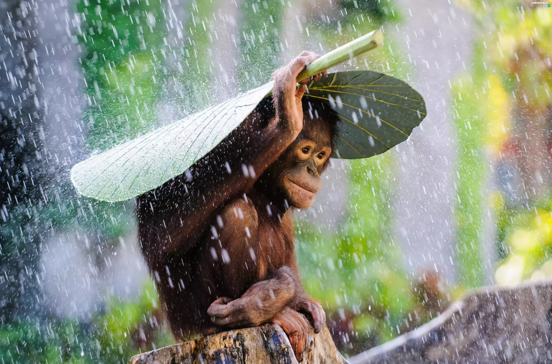 Monkey, leaf, Rain, orangutan