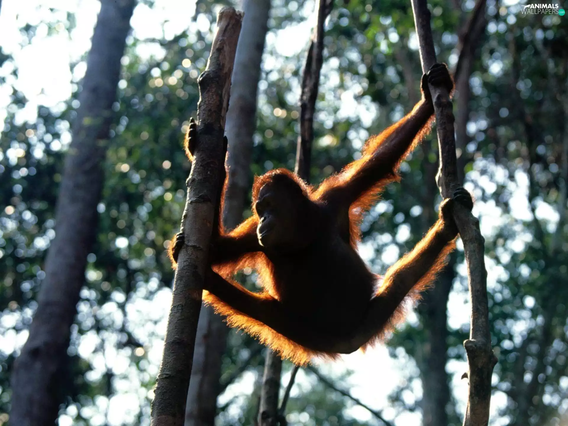 Monkey, trees, viewes, orangutan