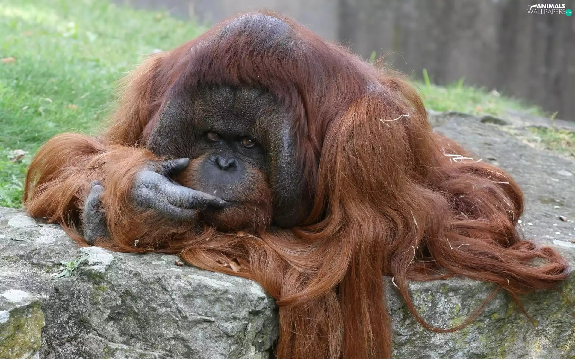 thoughtful, long, hair, orangutan