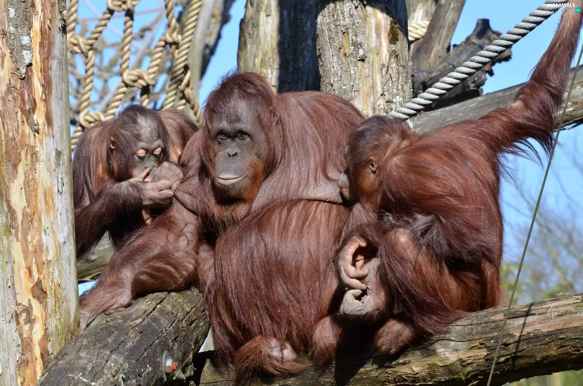 orangutans, trees, folks