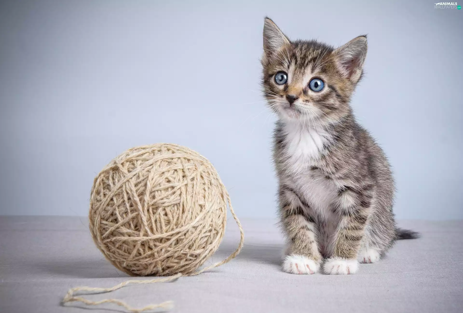 Orb, Little, kitten