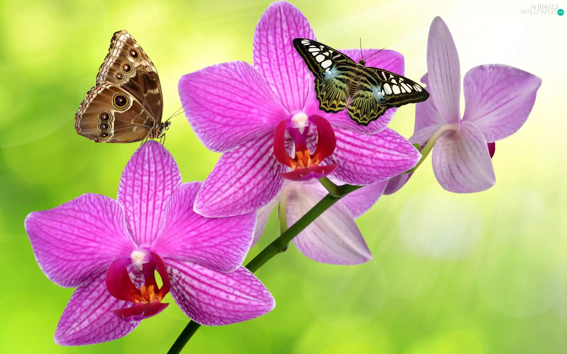 butterflies, twig, Pink, orchid, Colourfull Flowers