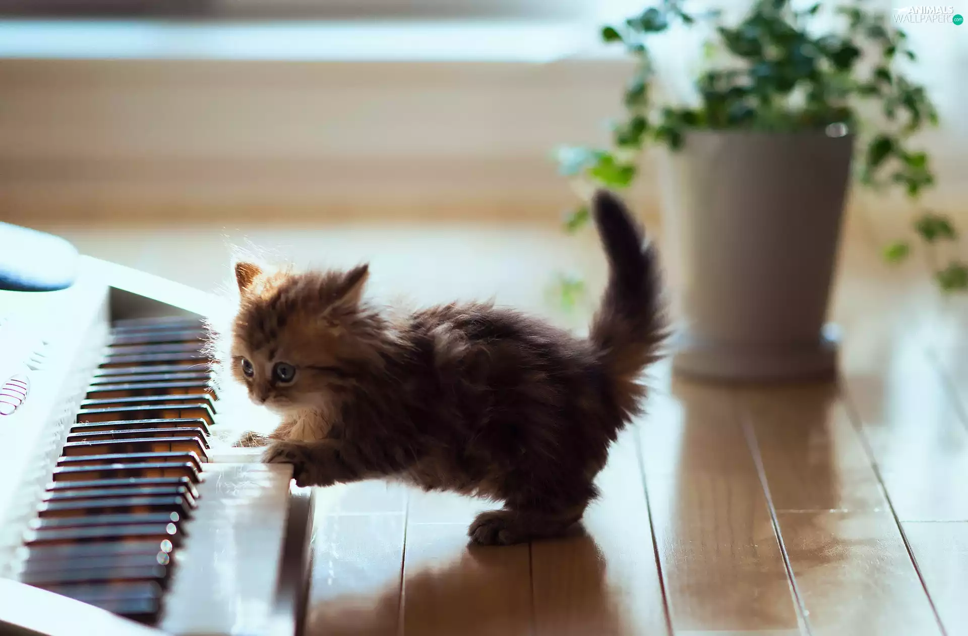organ, small, kitten