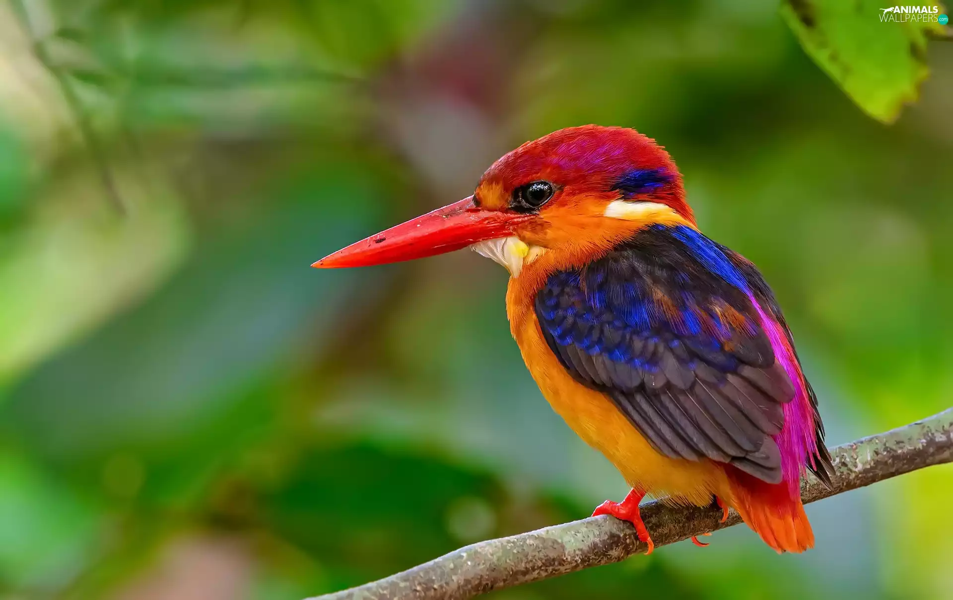 twig, Bird, Kingfisher Oriental