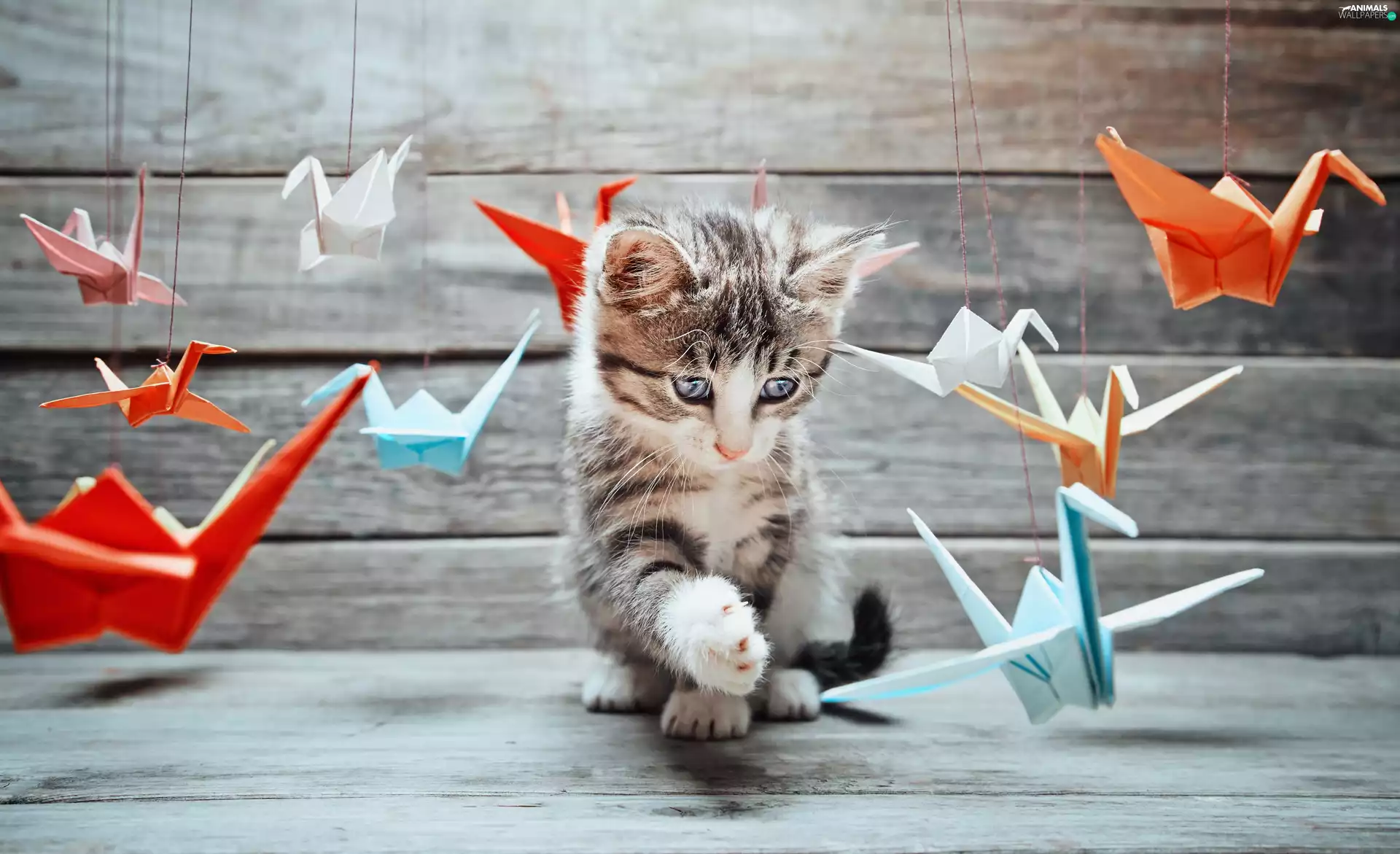 Origami, kitten, play