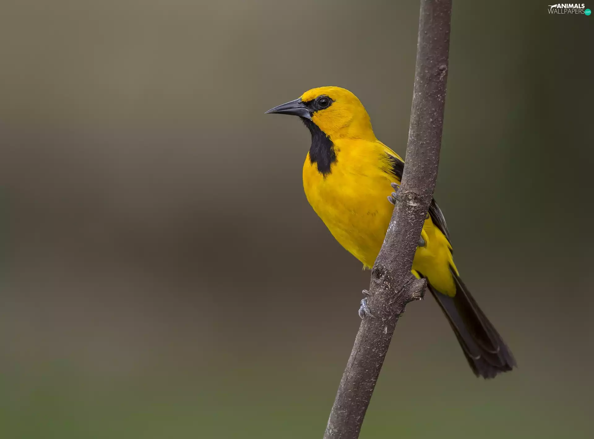 oriole, Yellow Honda