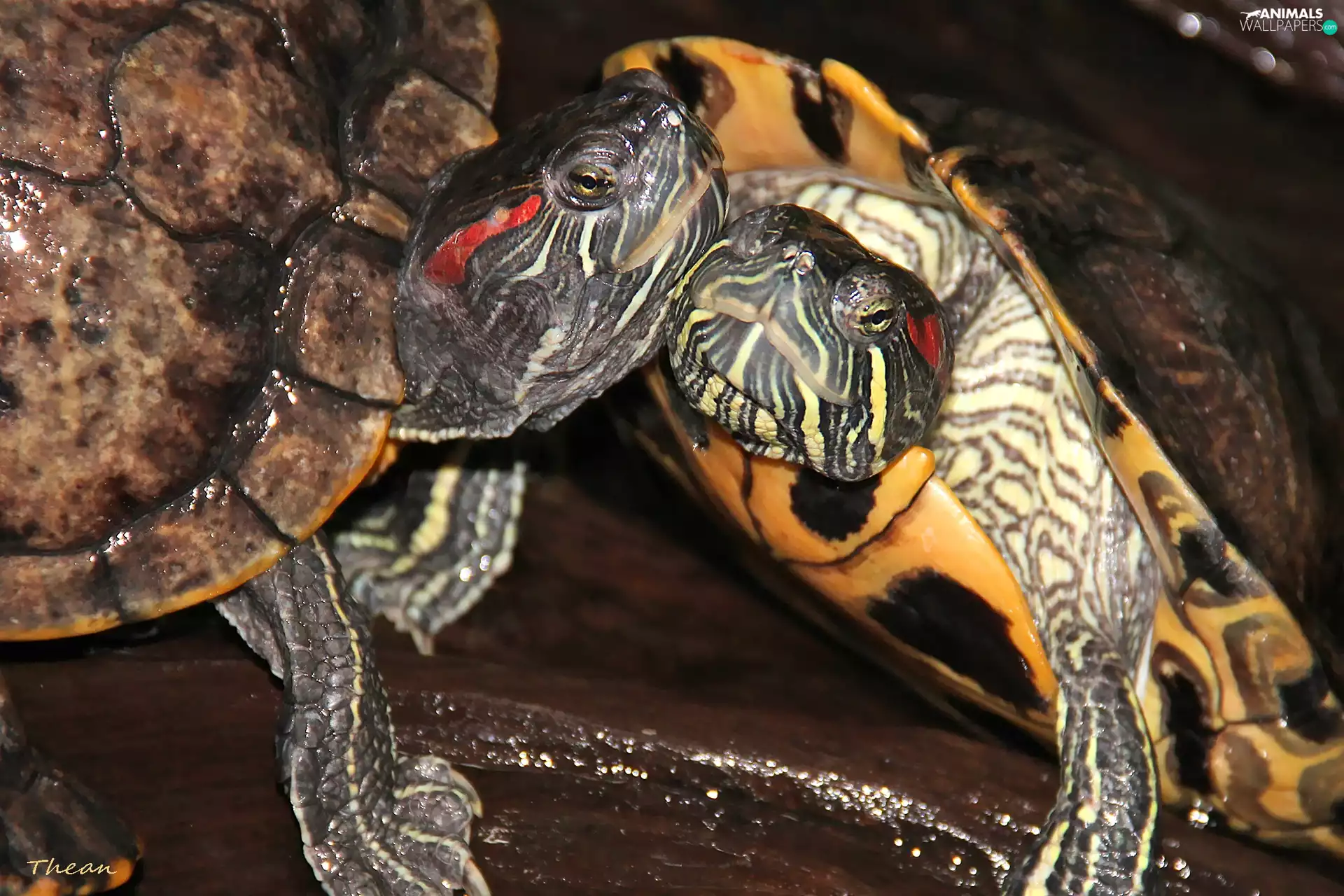 Turtles, ornamental, Reptiles, red-faced