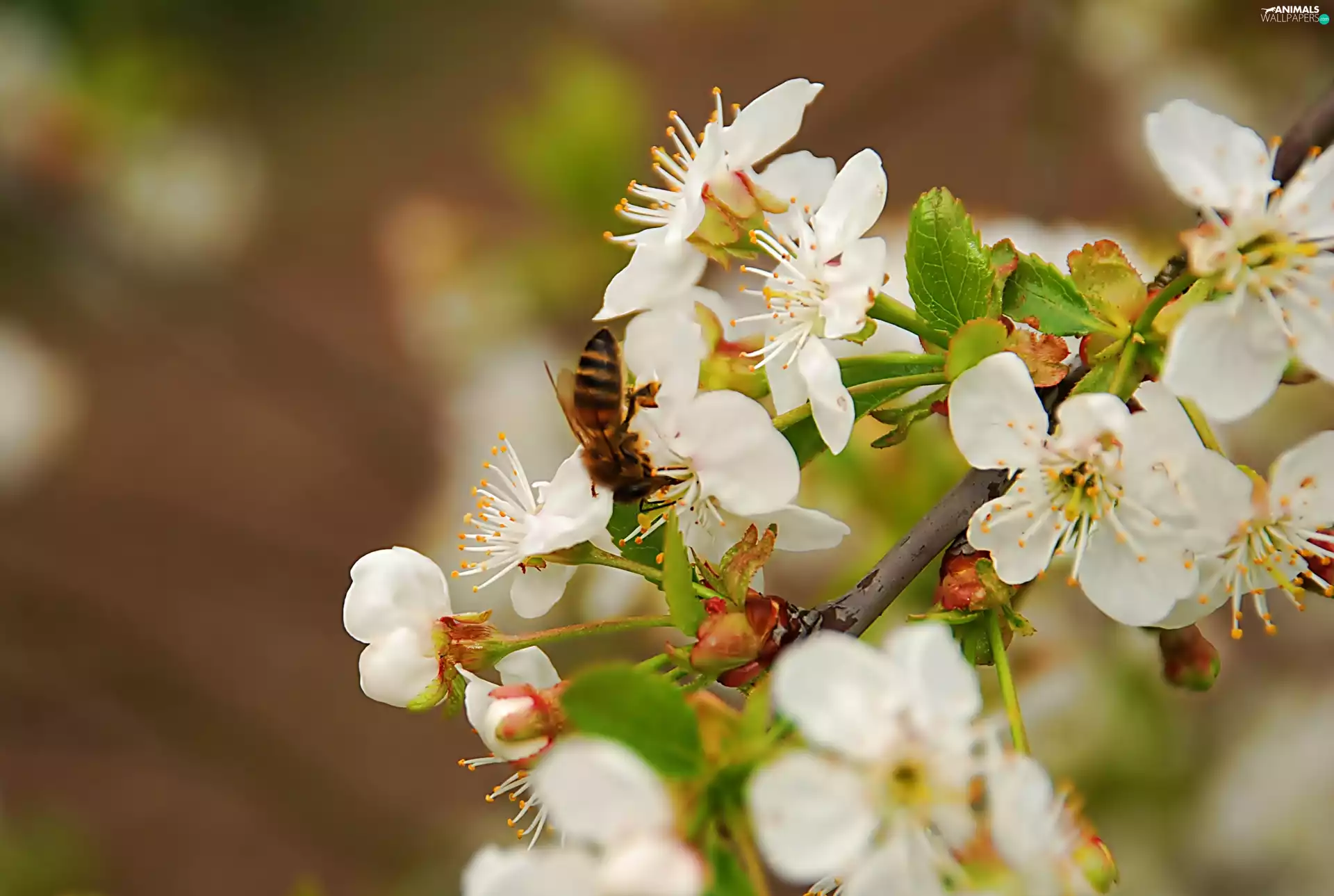 Osowka, Blossoming, cherry