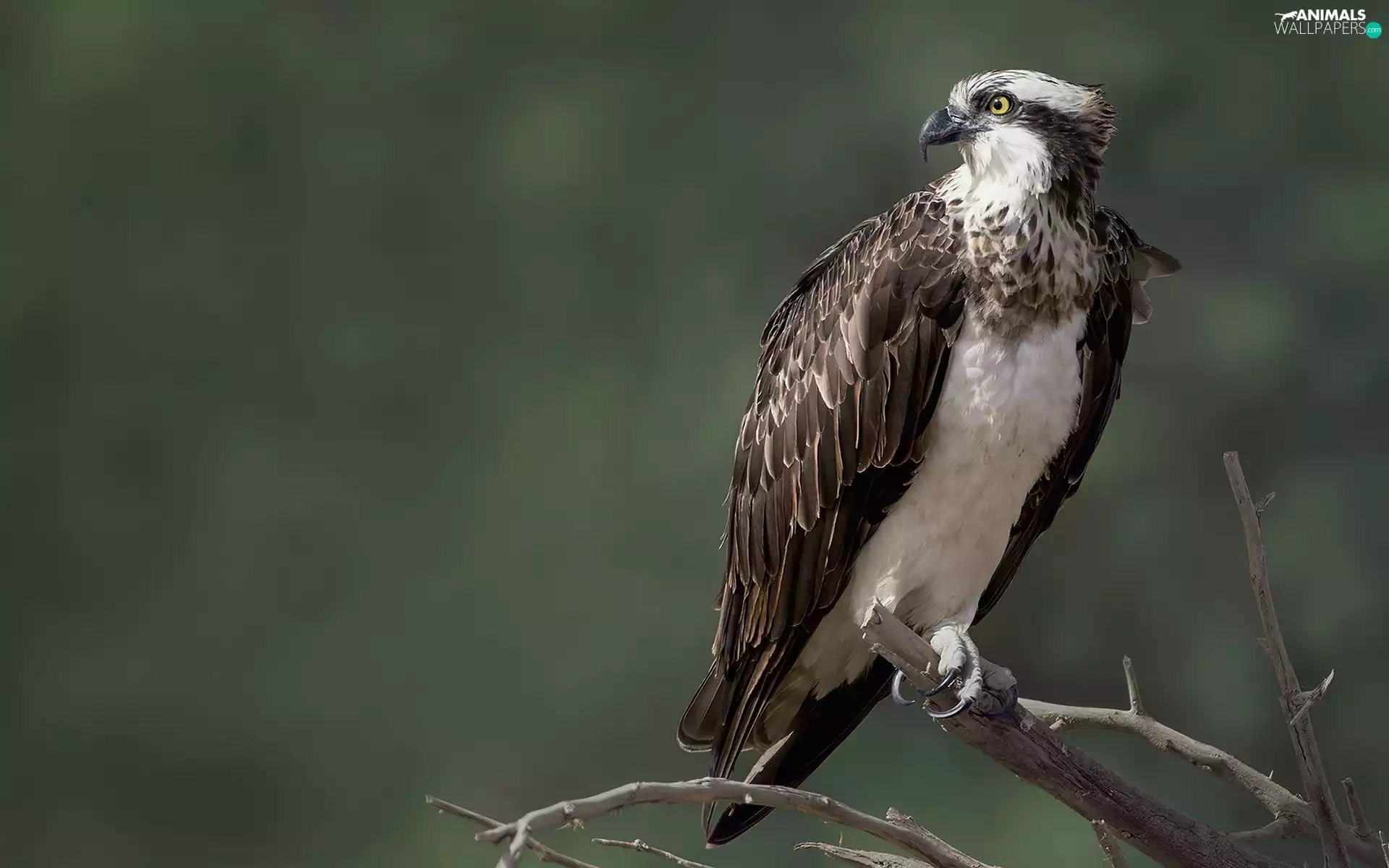 osprey