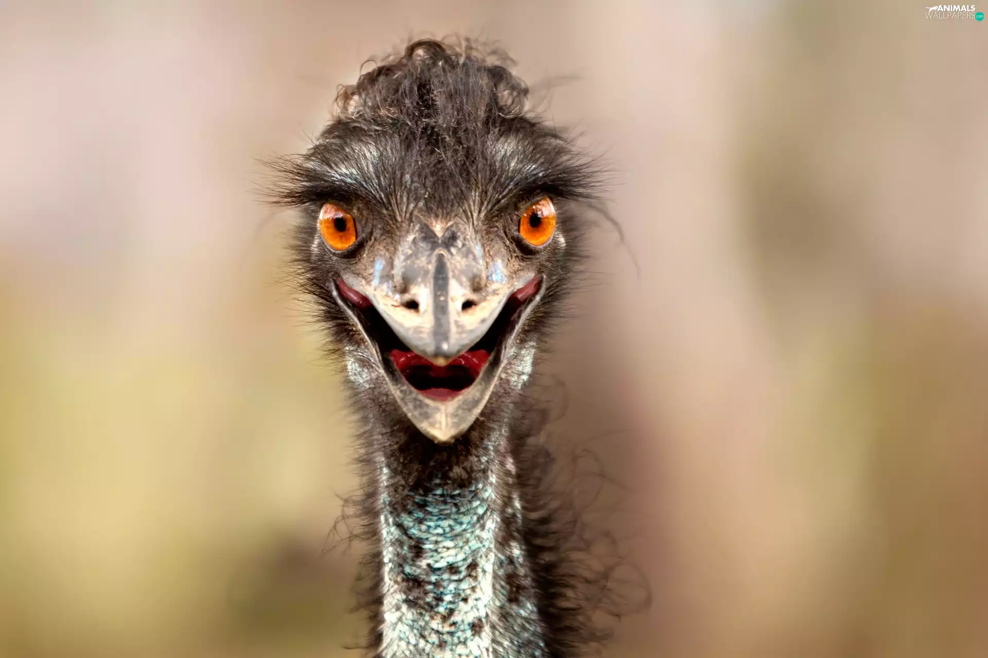 ostrich