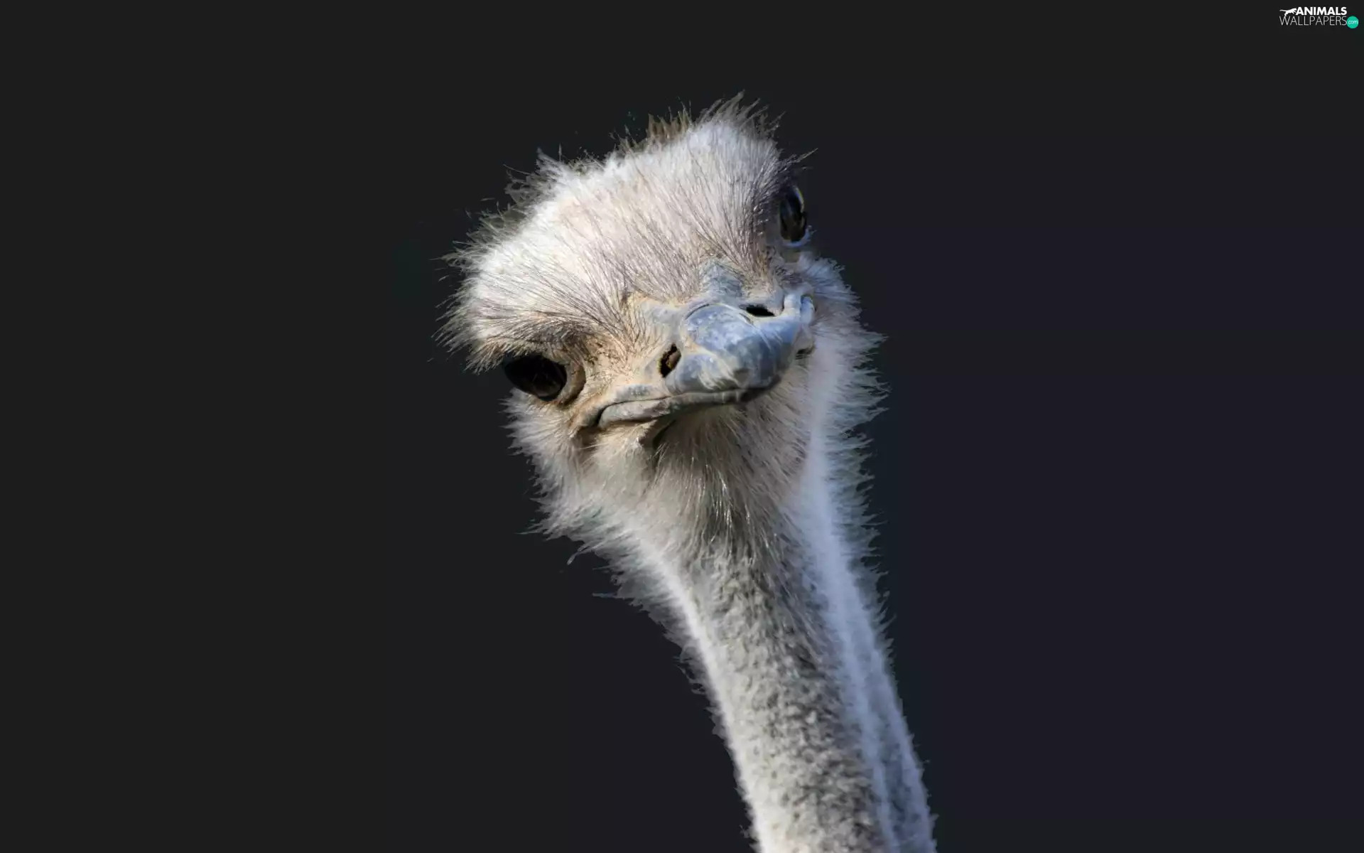 ostrich, Head