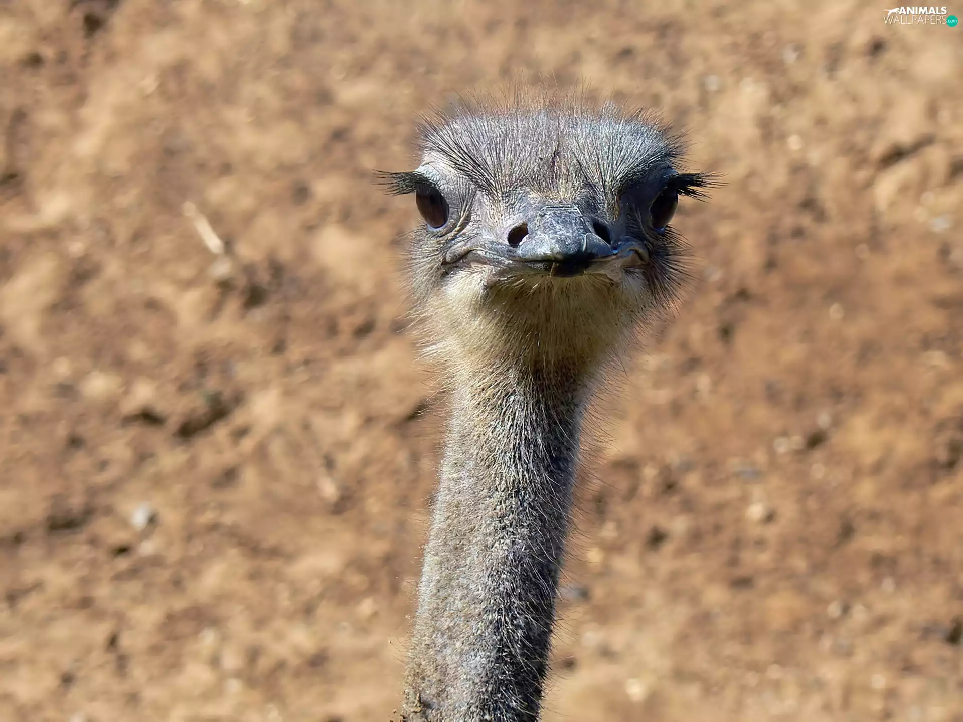 ostrich, Head