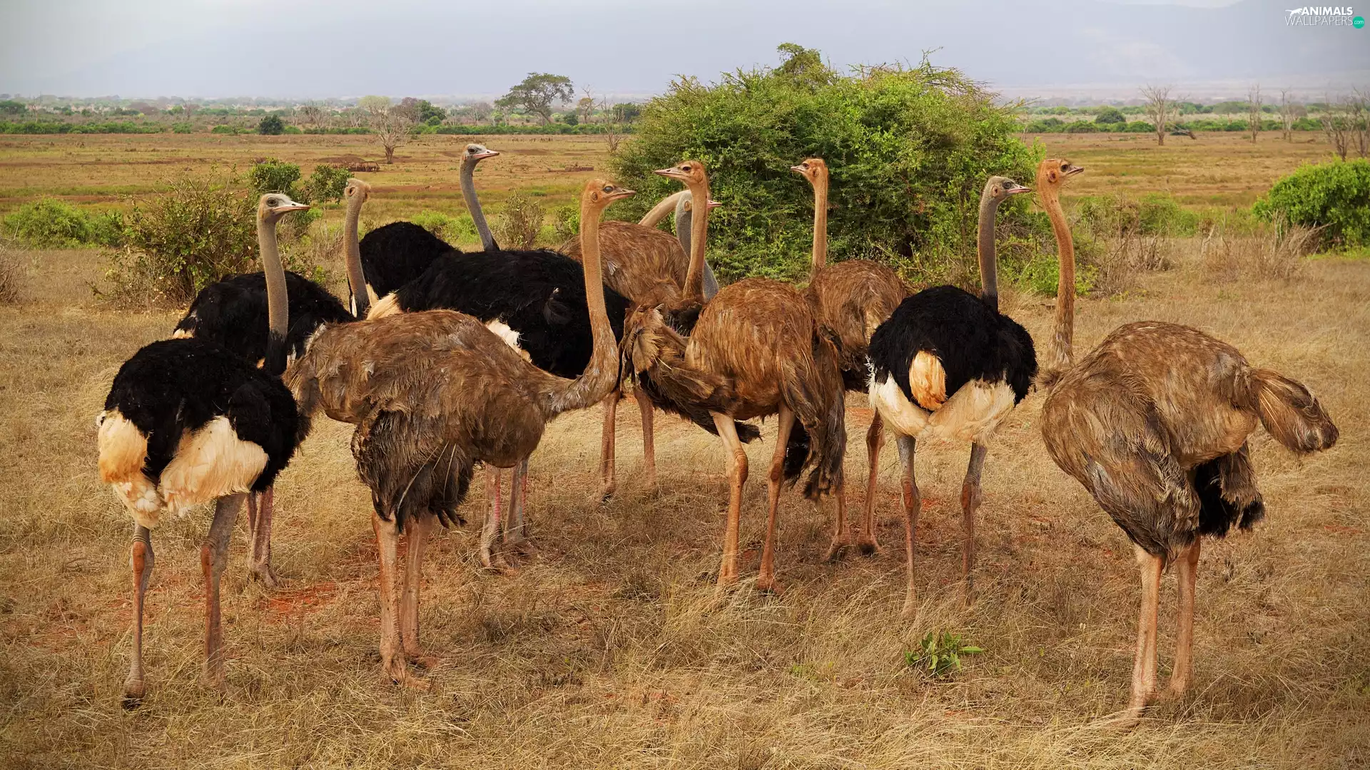 ostriches, birds, herd