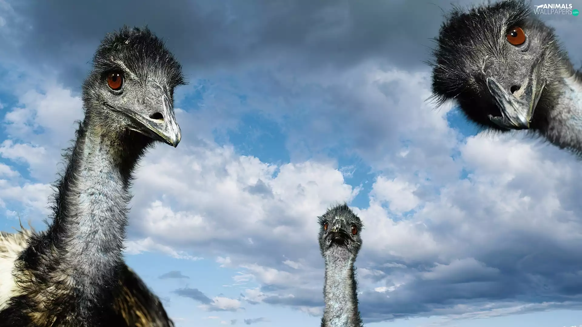 Three, Sky, clouds, ostriches