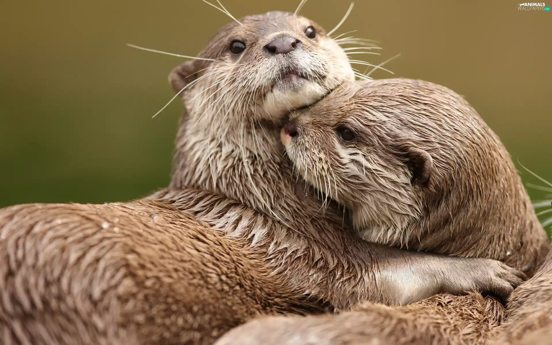 otters, Two, cuddled