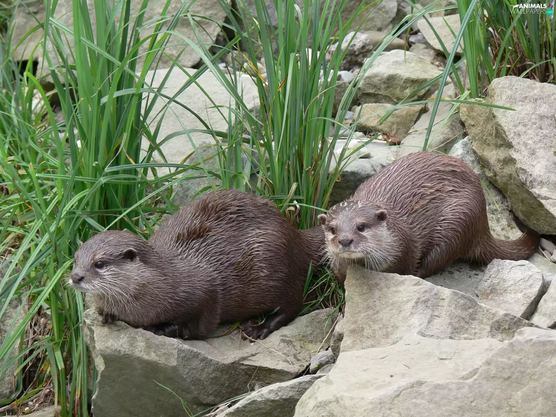 otters