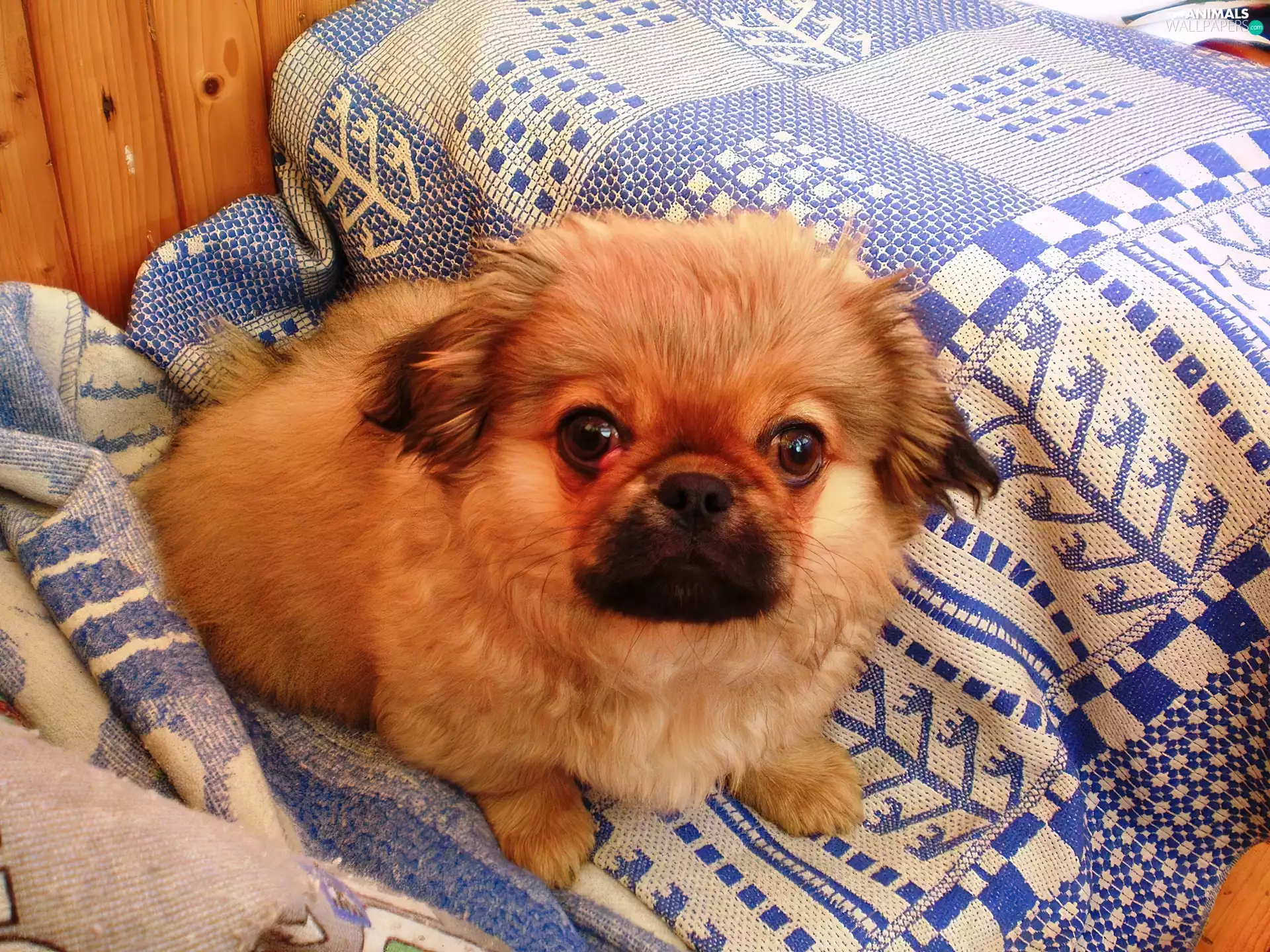 overlay, doggy, pekinese