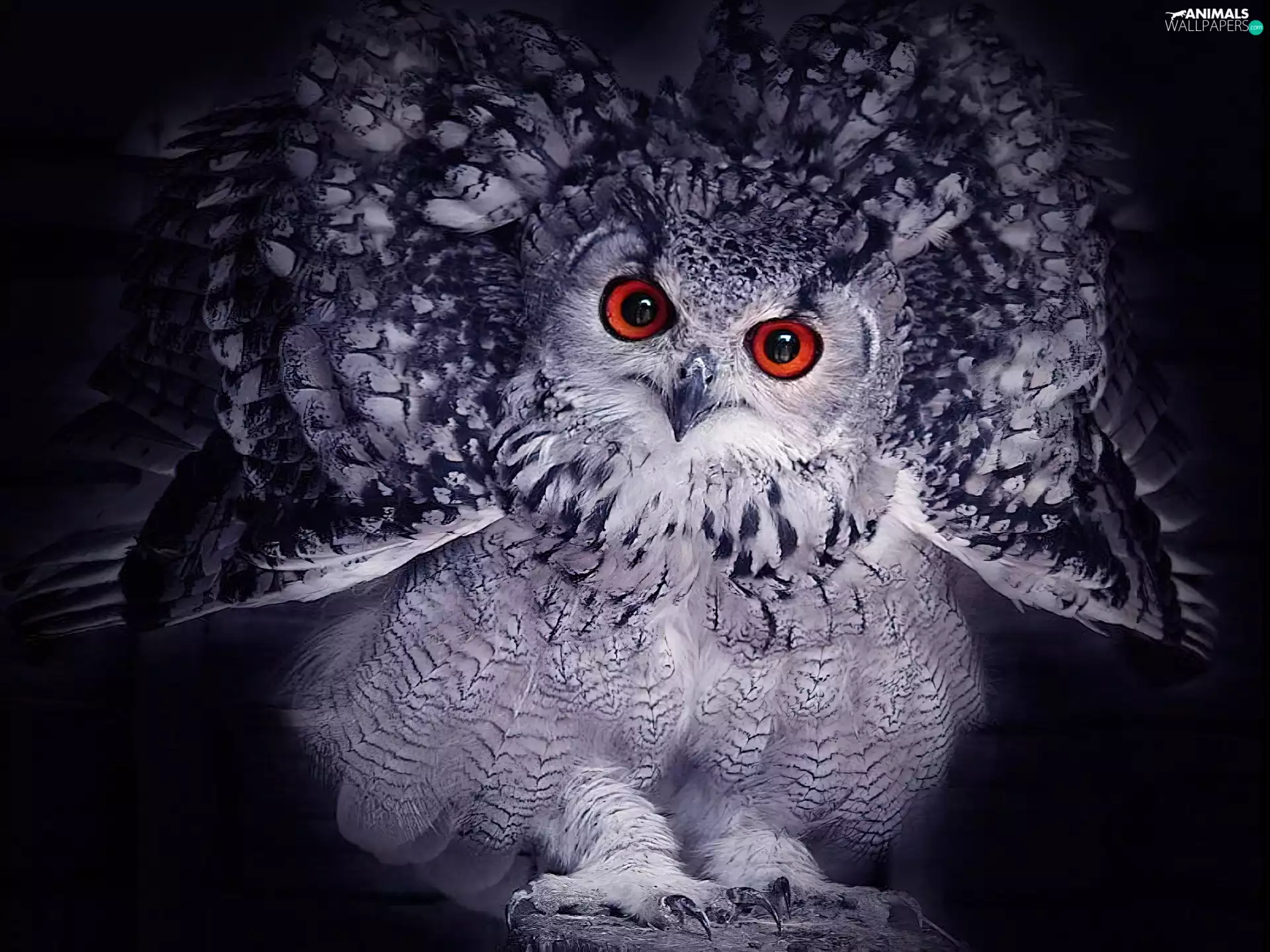 owl