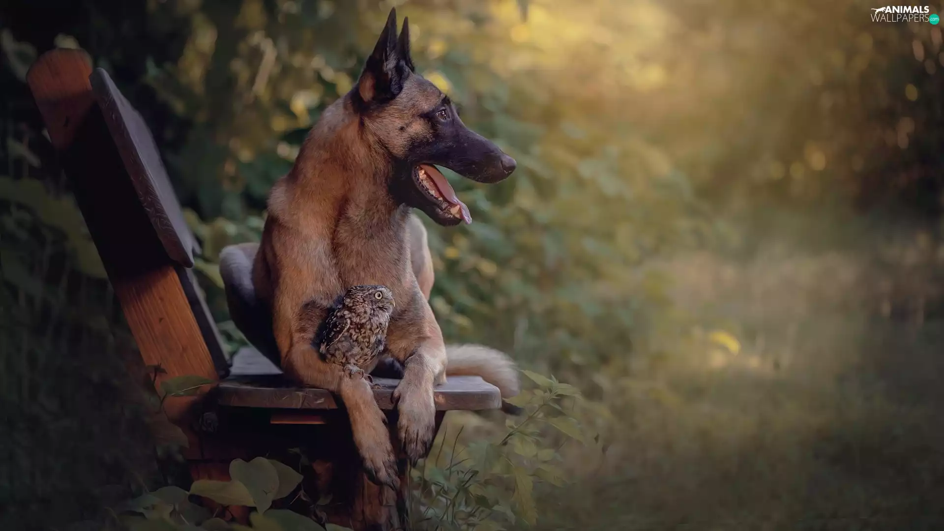 owl, dog, Bench, Plants, Little Owl, Belgian Shepherd Malinois