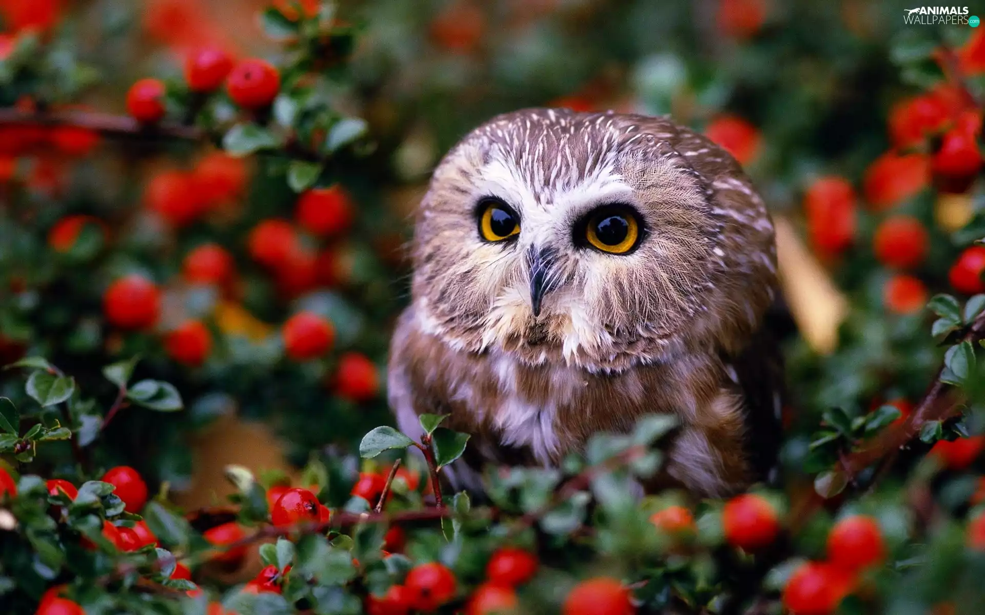 Bird, color, Bush, owl