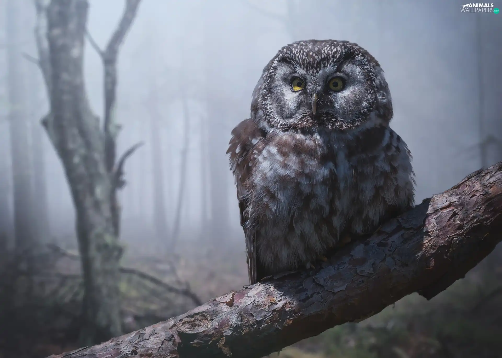 Bird, owl, Boreal Owl, branch