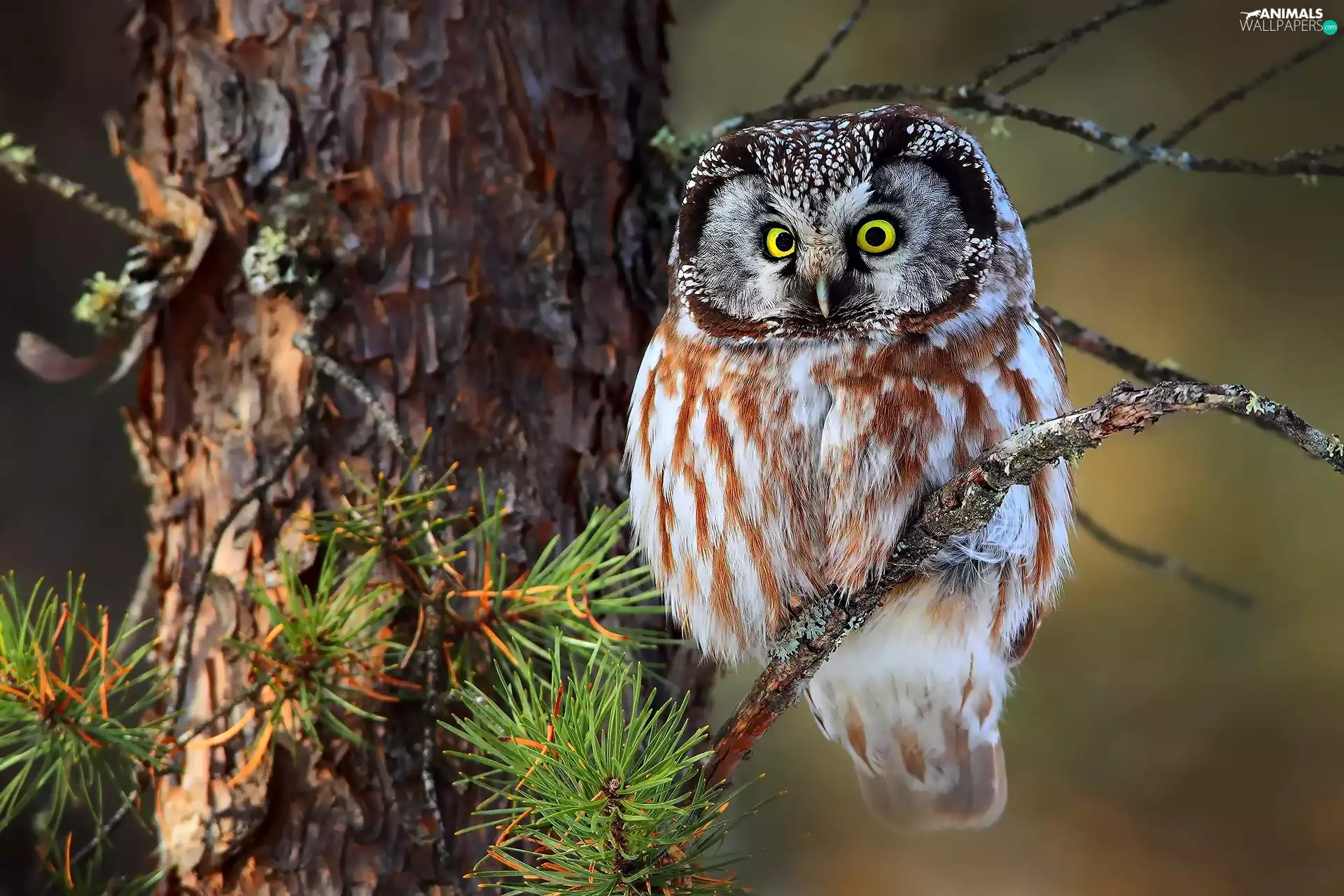 owl, branch