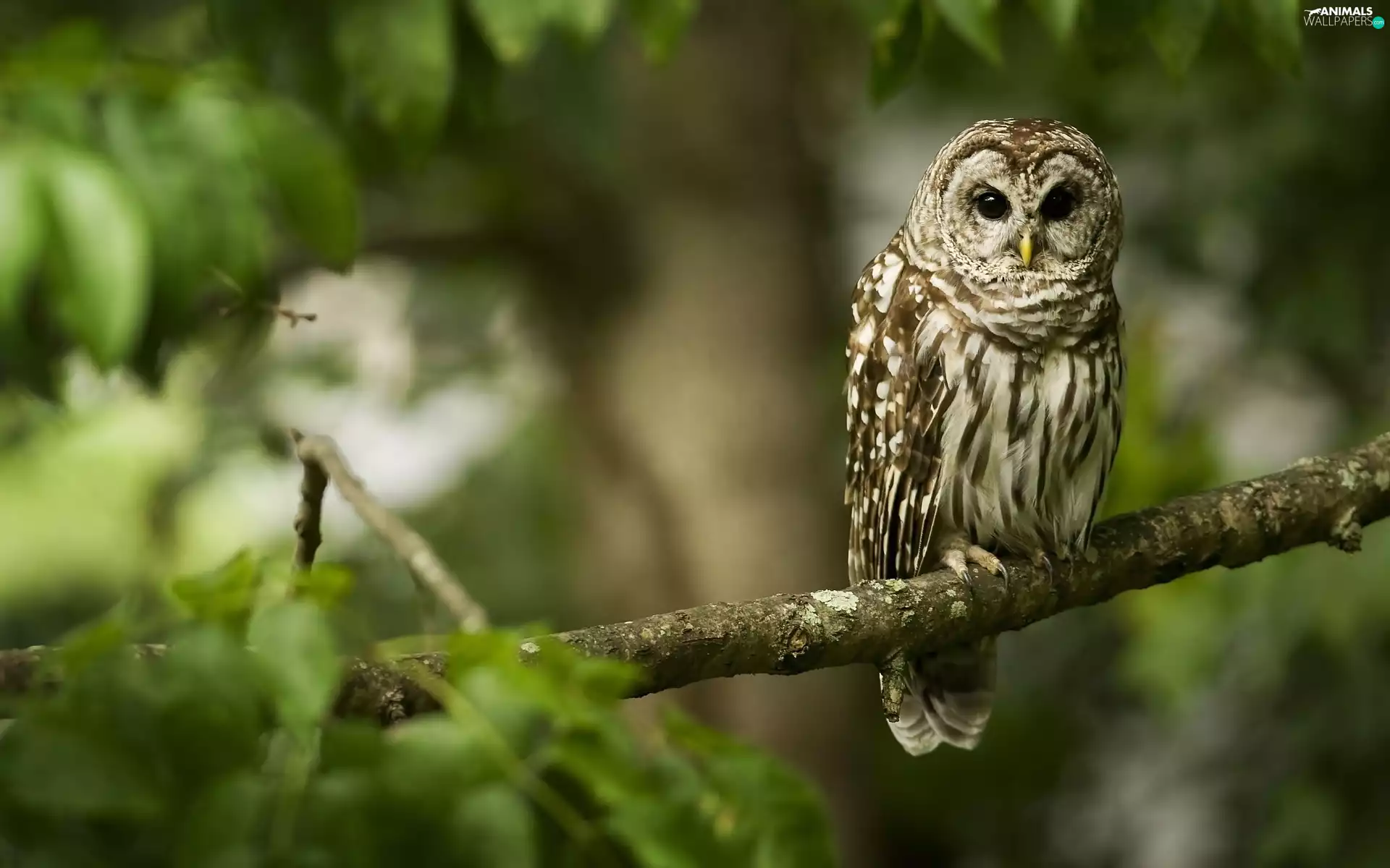 owl, branch