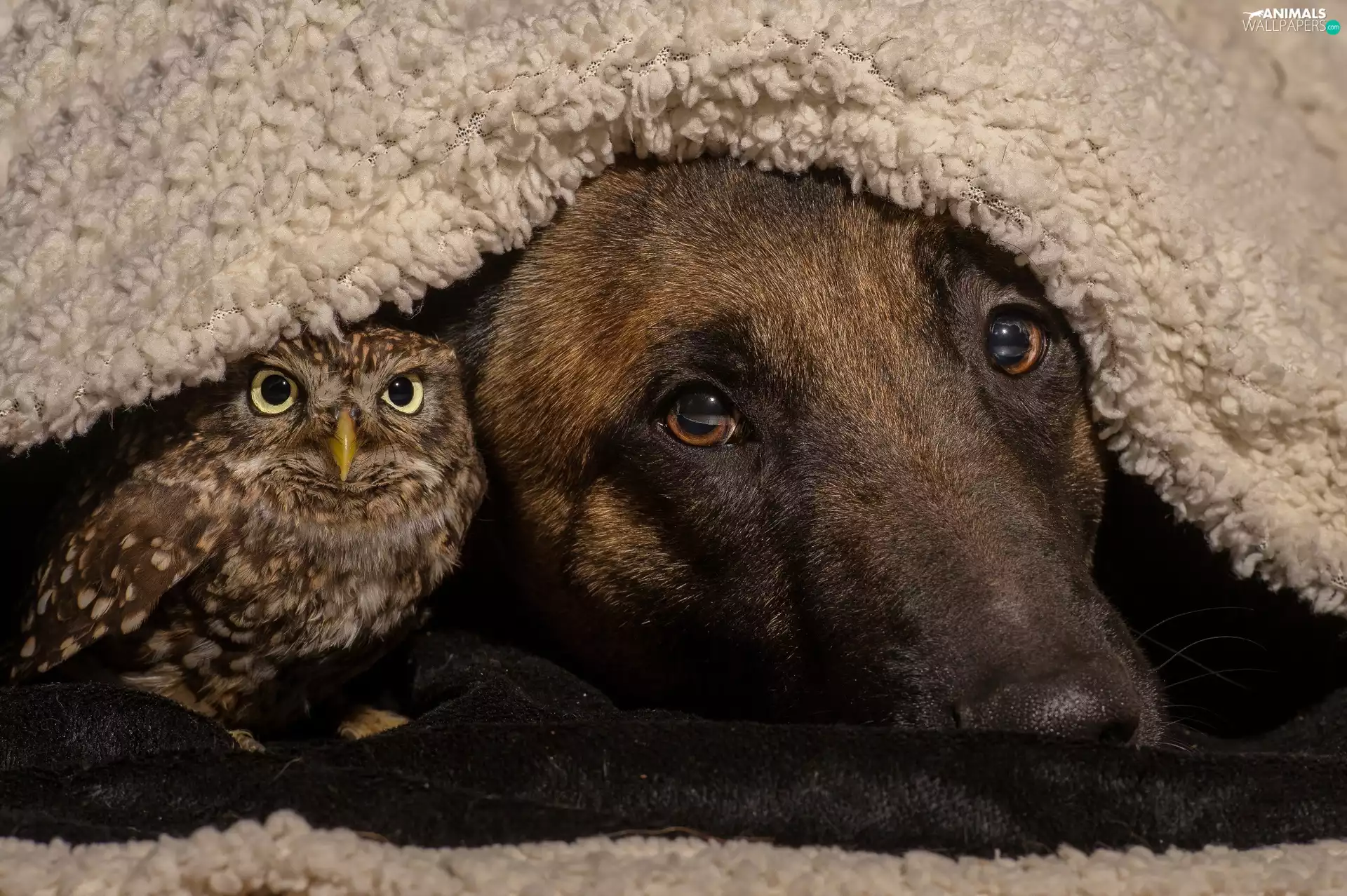 coverlet, German Shepherd, owl