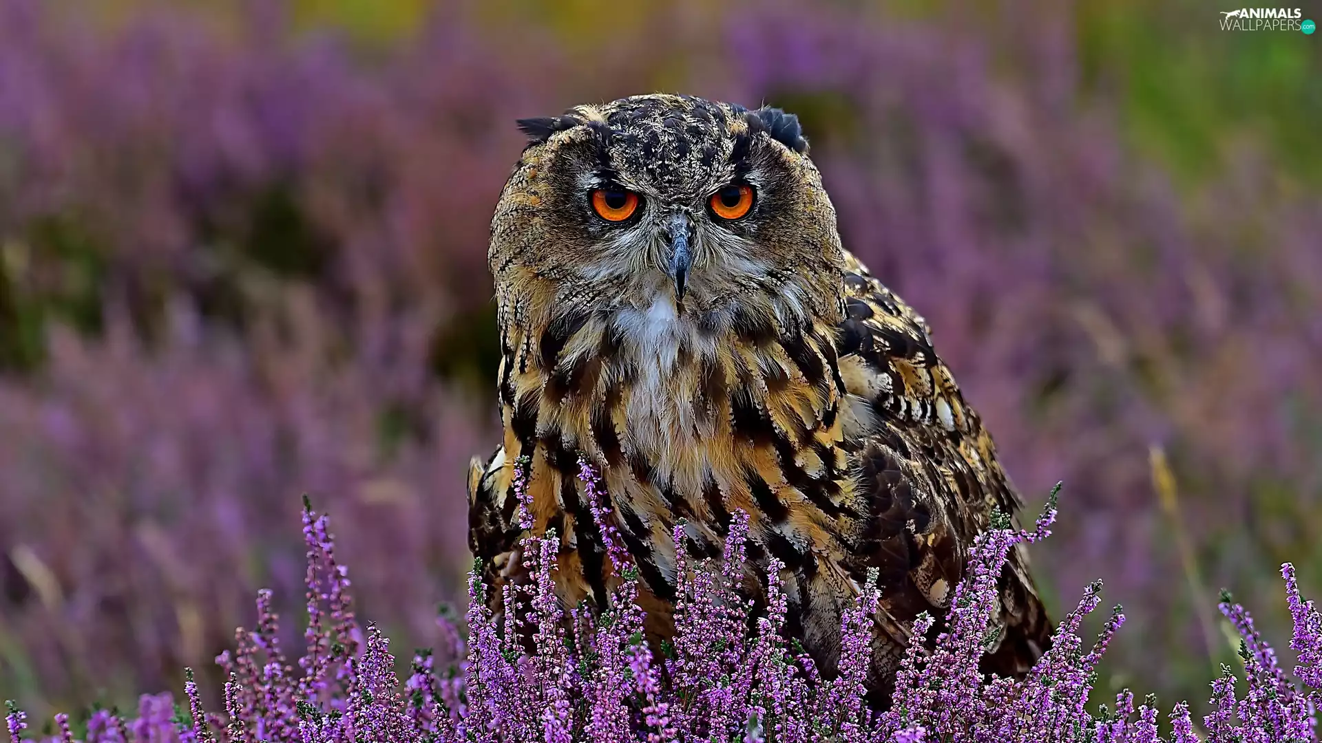heather, owl, Eurasian Eagle-Owl