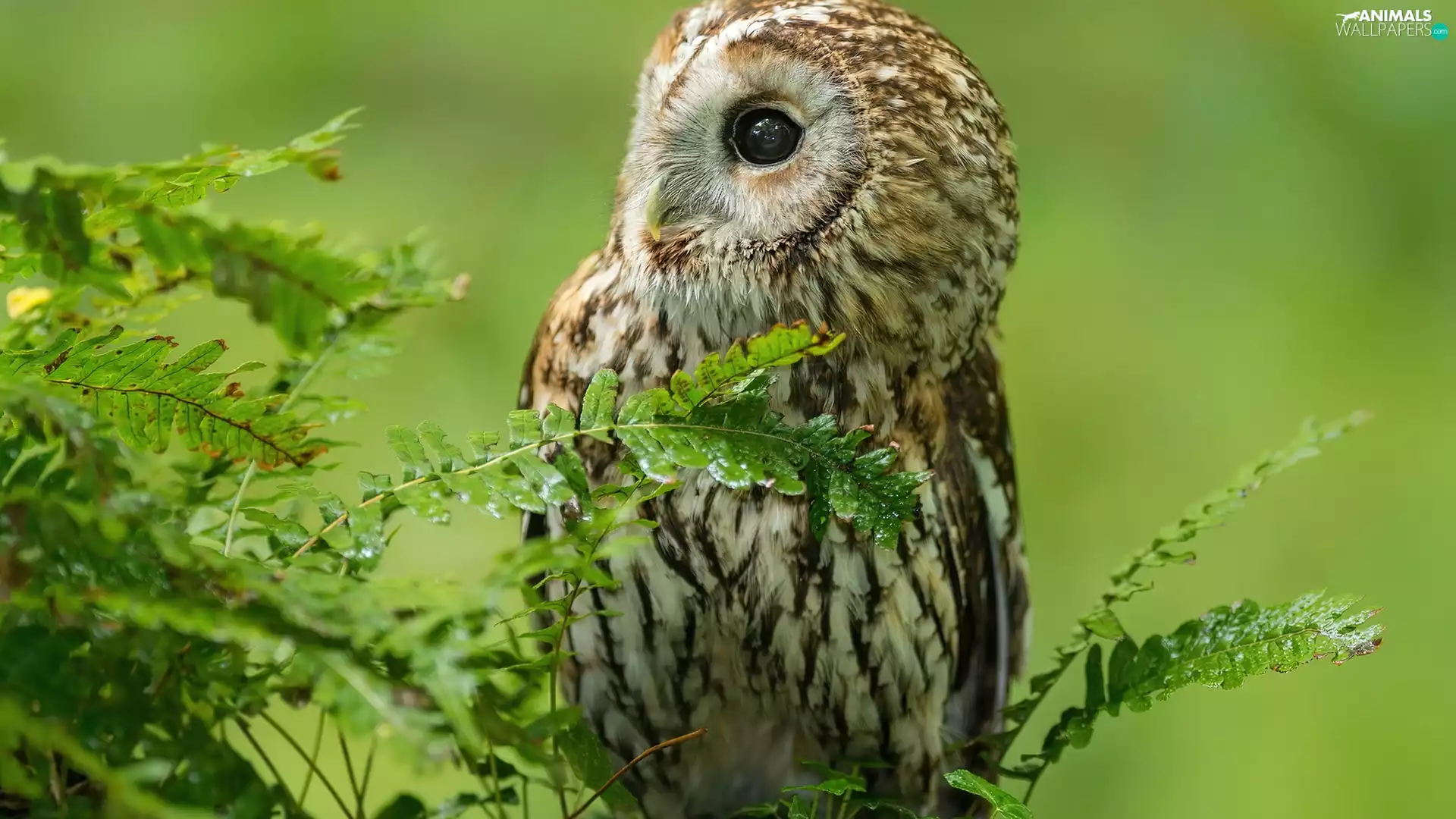 owl, Fern