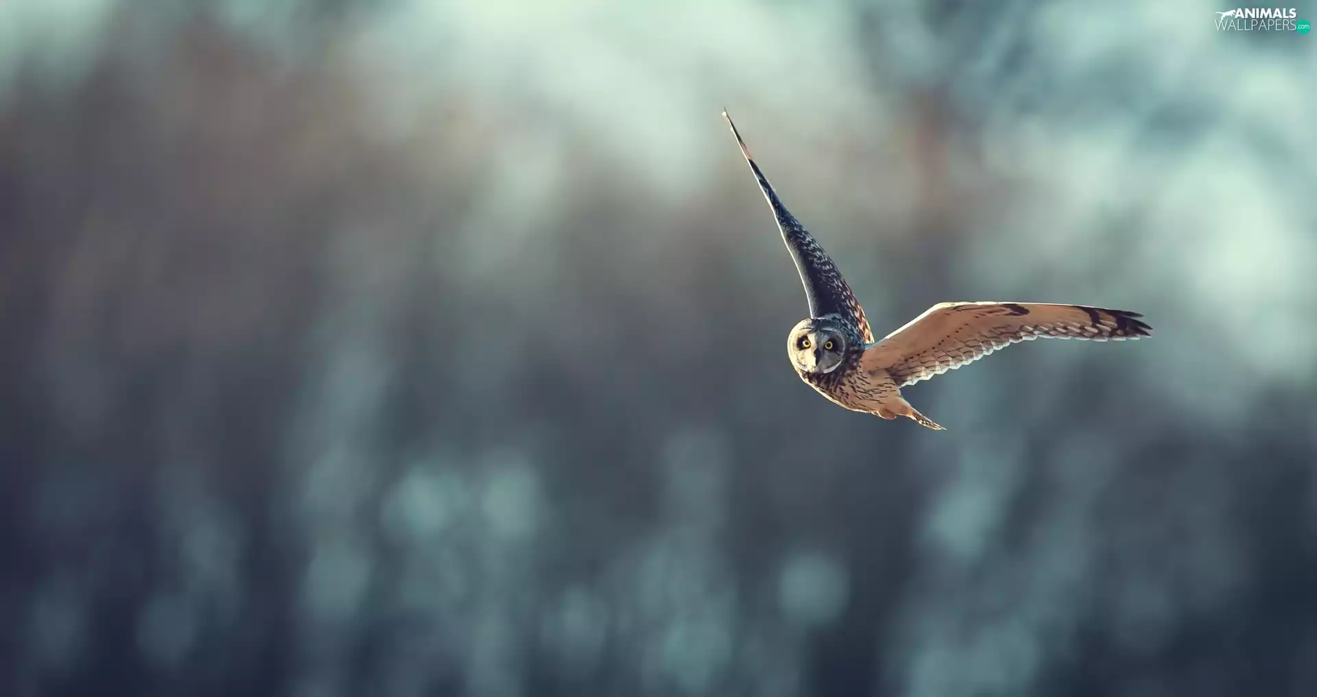 owl, flight