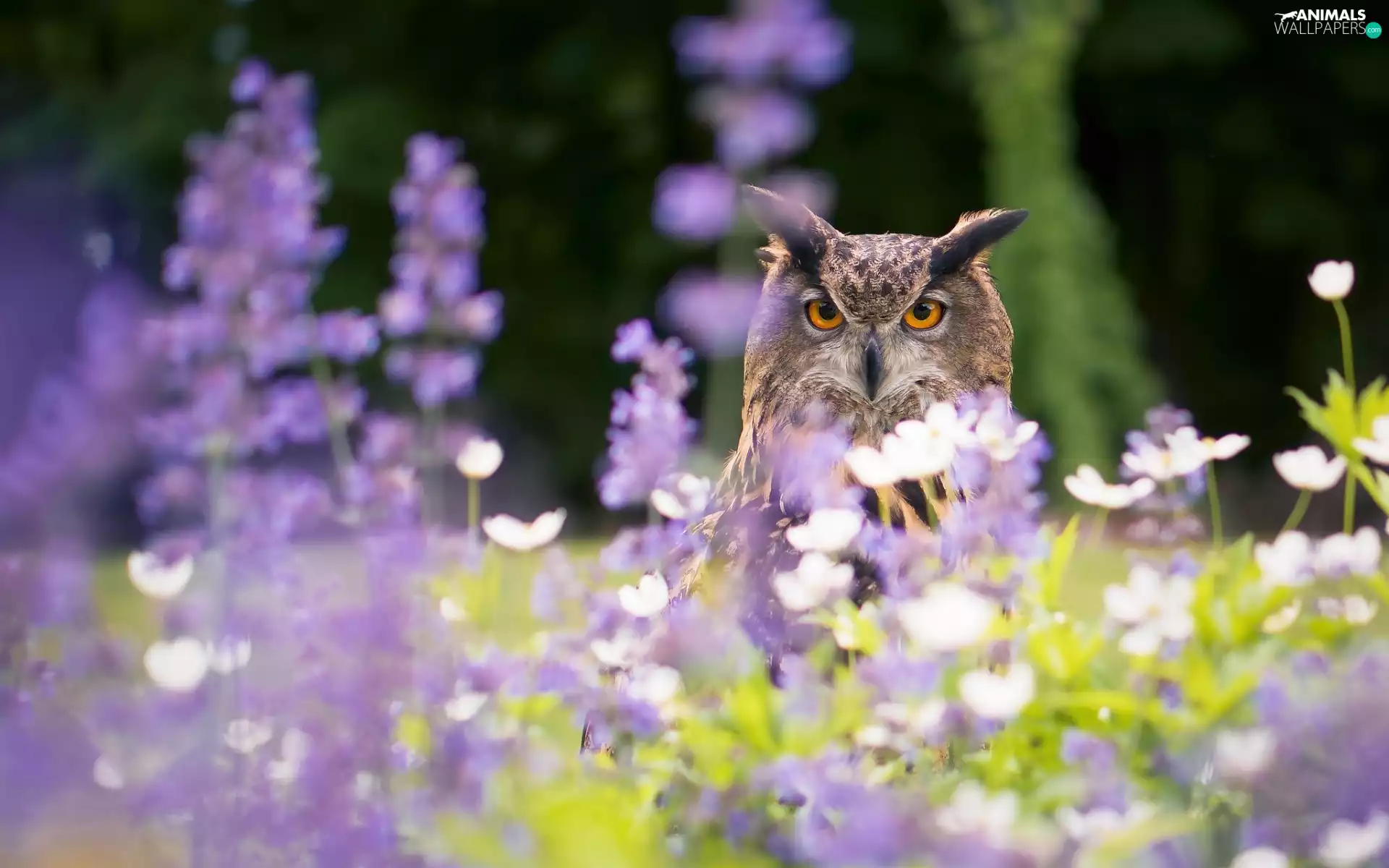 Flowers, eagle-owl, owl
