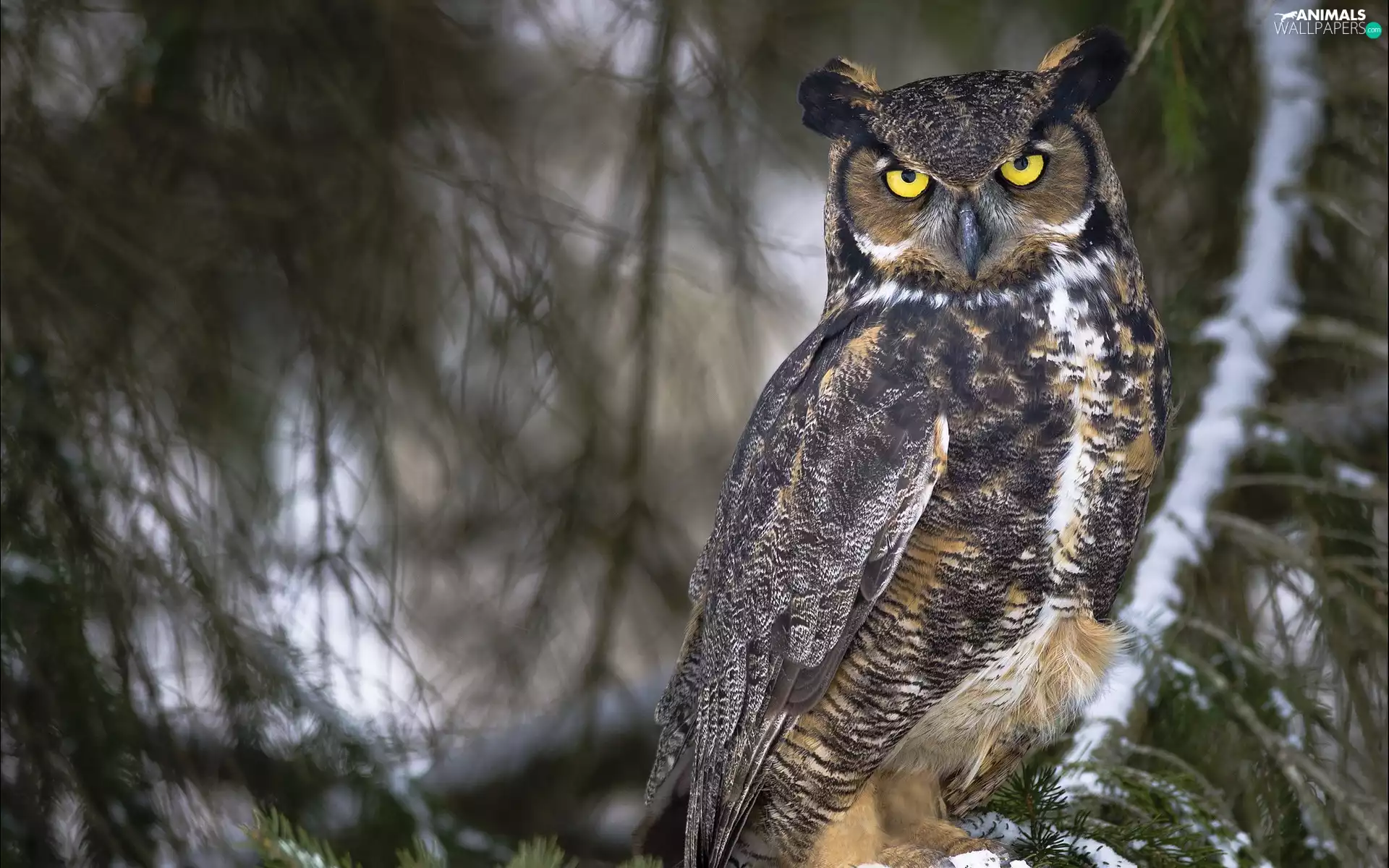 owl, forest