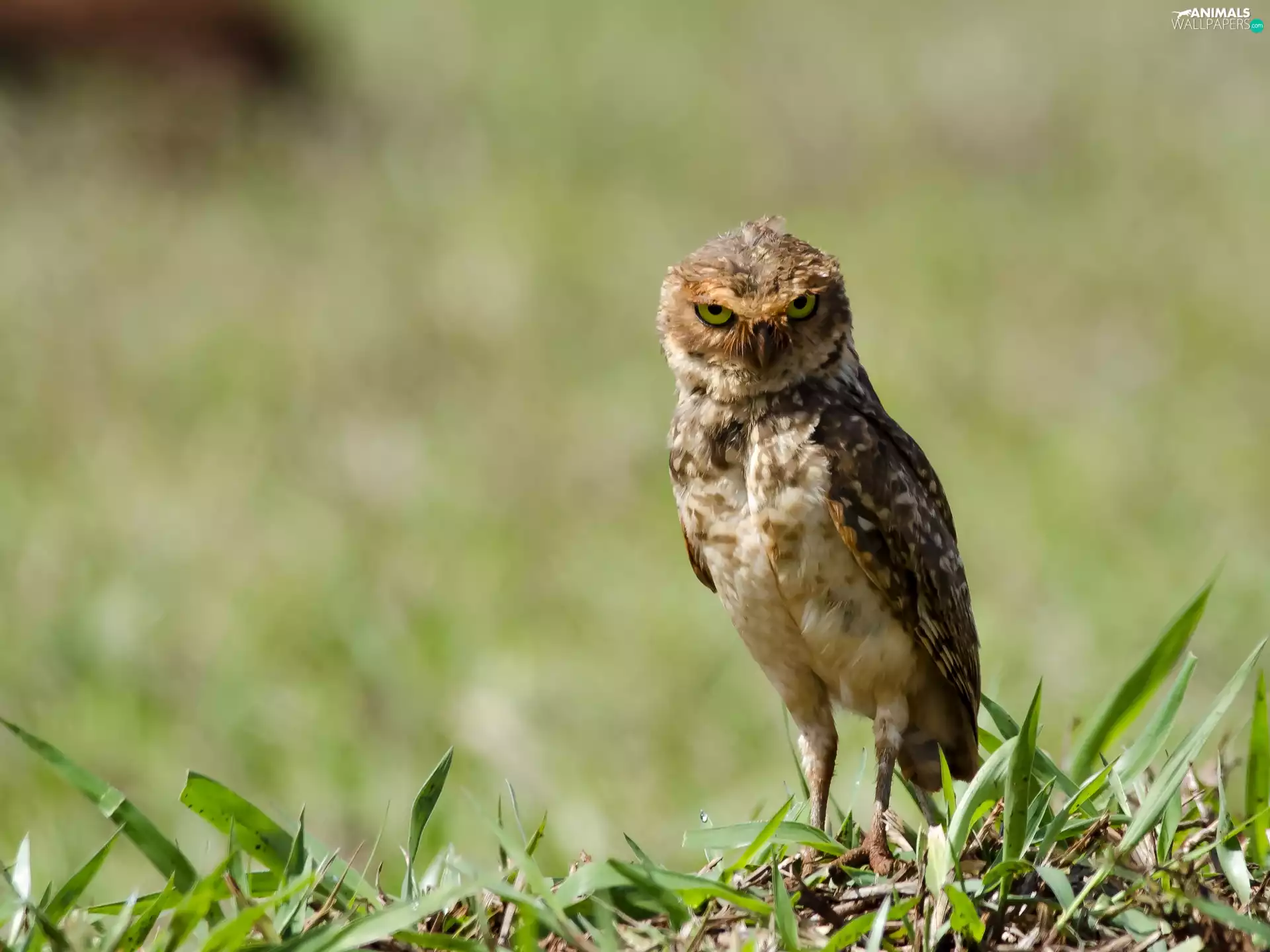 grass, owl, Burrowing Owl