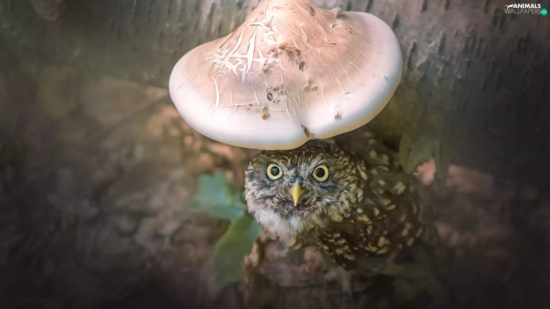 Burrowing Owl, hub, trunk, Mushrooms