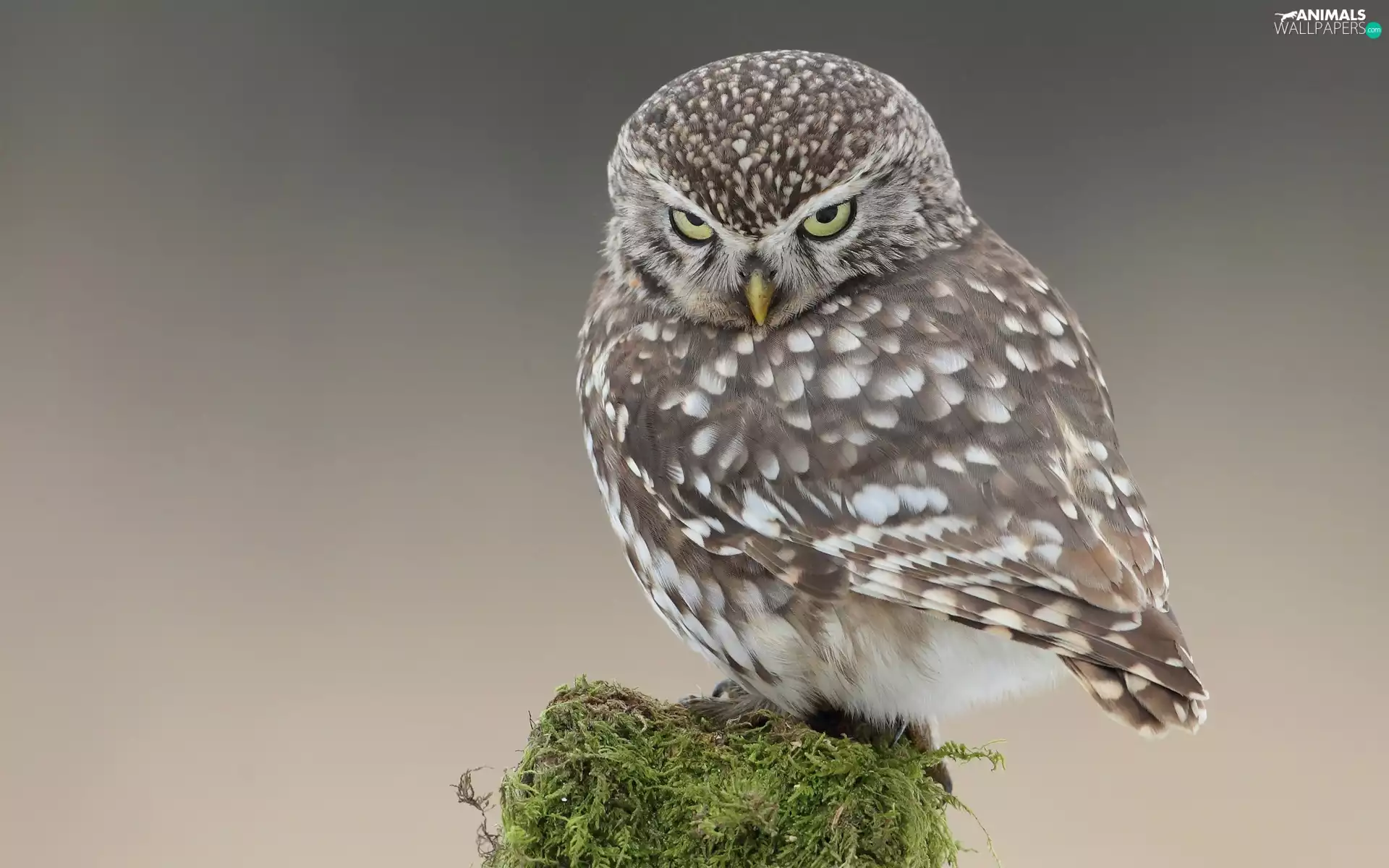 Little Owl, small, owl