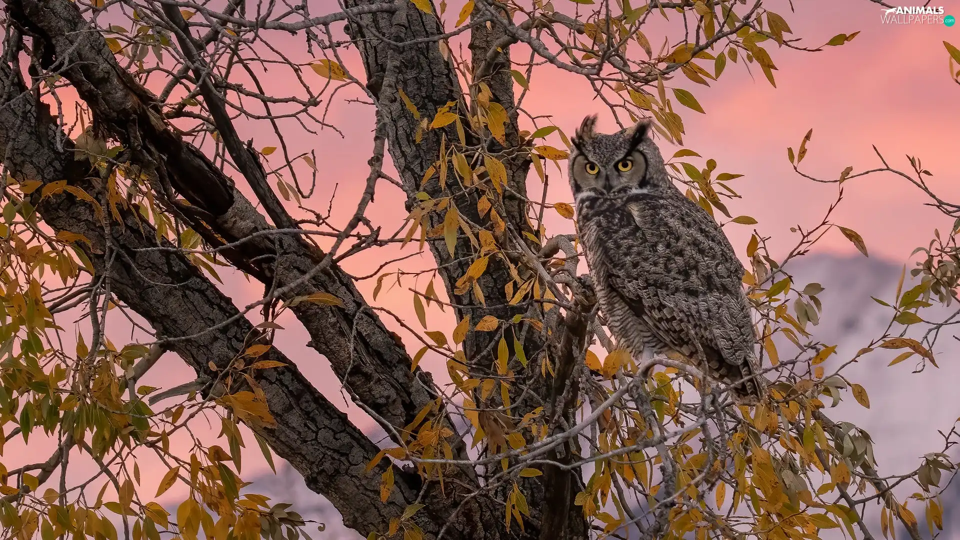 trees, owl, Long-eared Owl