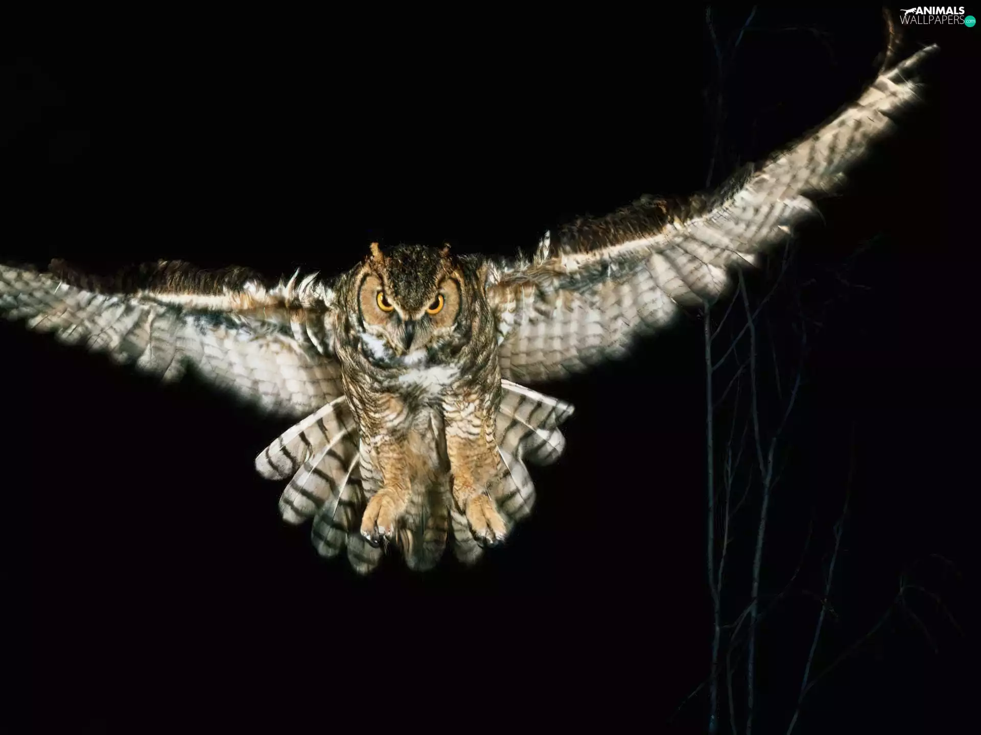 Night, owl, eagle-owl