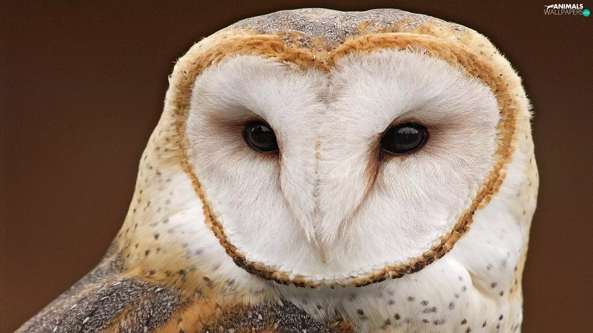 owl, Barn Owl