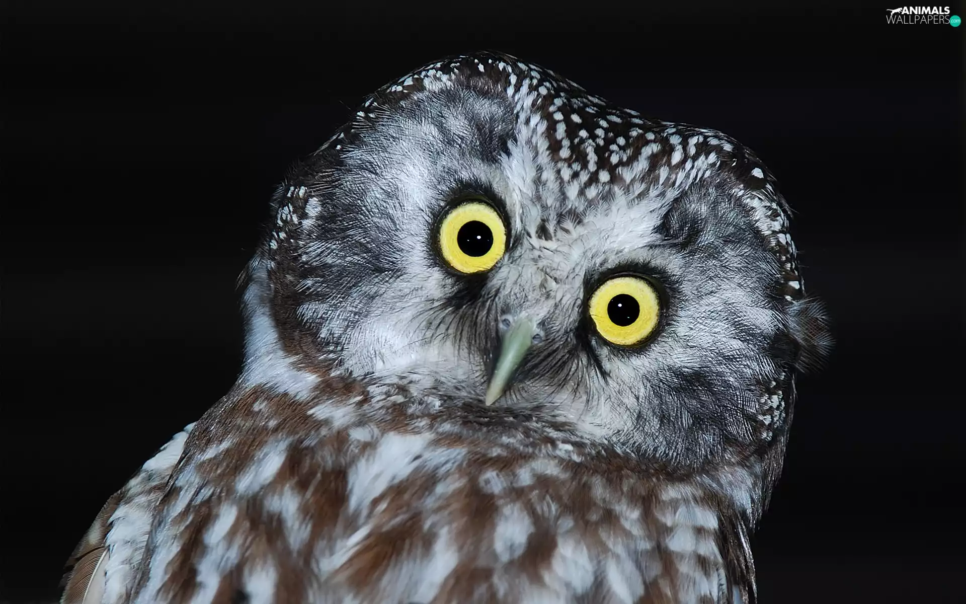 owl, Boreal Owl
