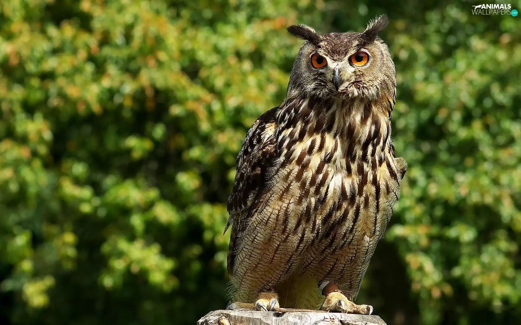 owl, eagle-owl