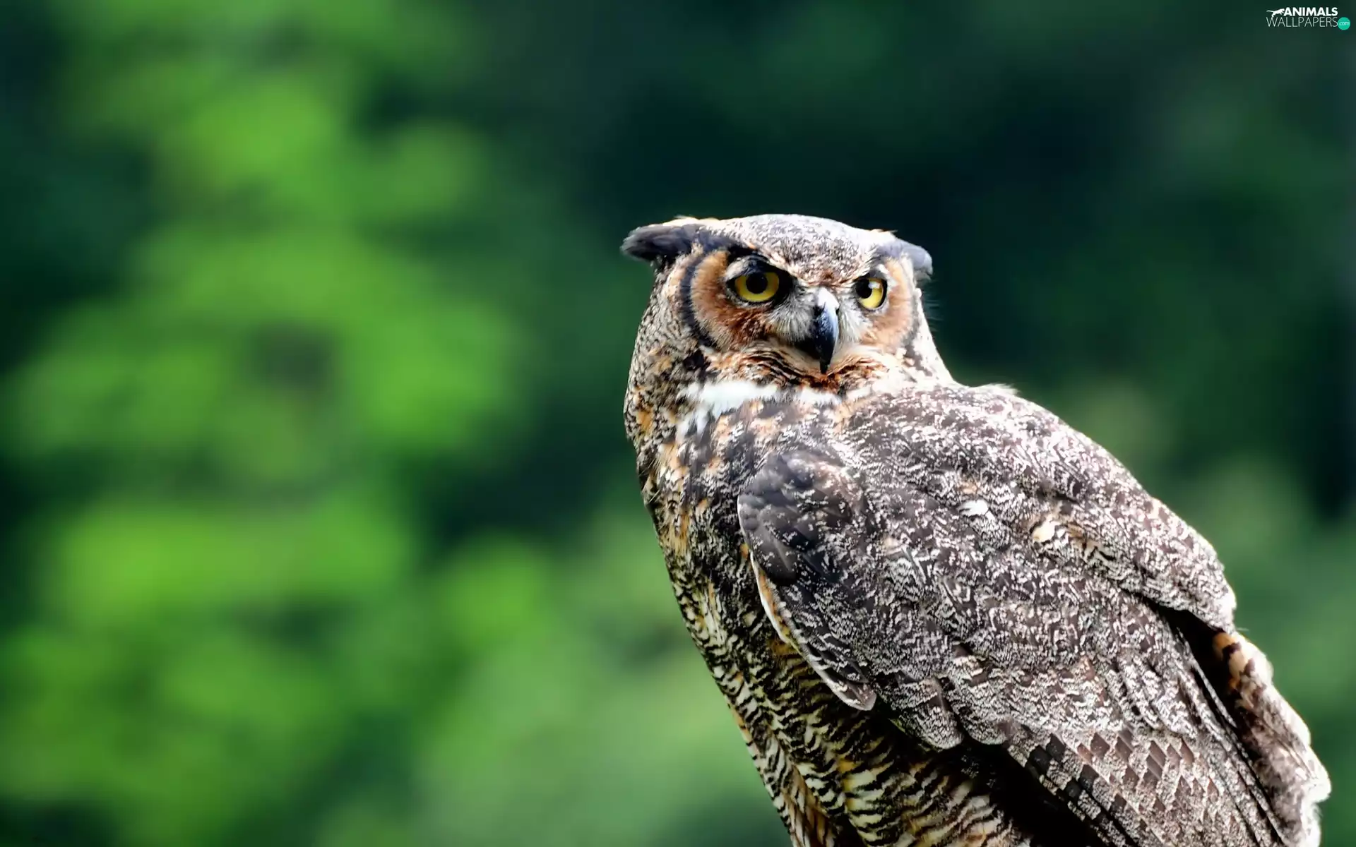 owl, eagle-owl