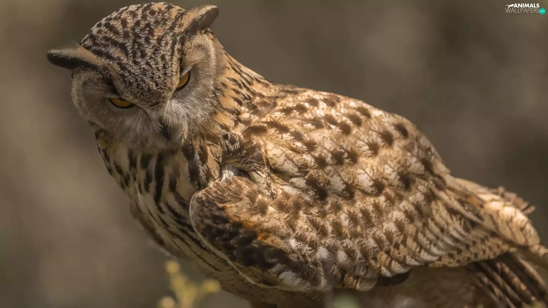 owl, Bird, eagle-owl