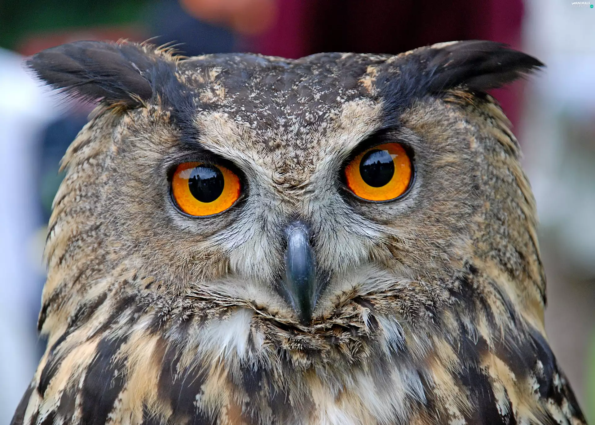 owl, eagle-owl